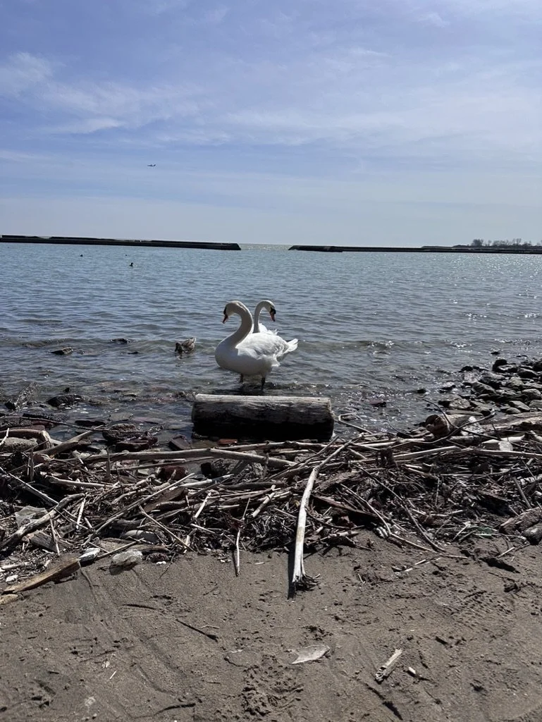 Two white swans near the shore of a calm body of water, with driftwood and debris on the sandy beach in the foreground, and a cloudy sky above.