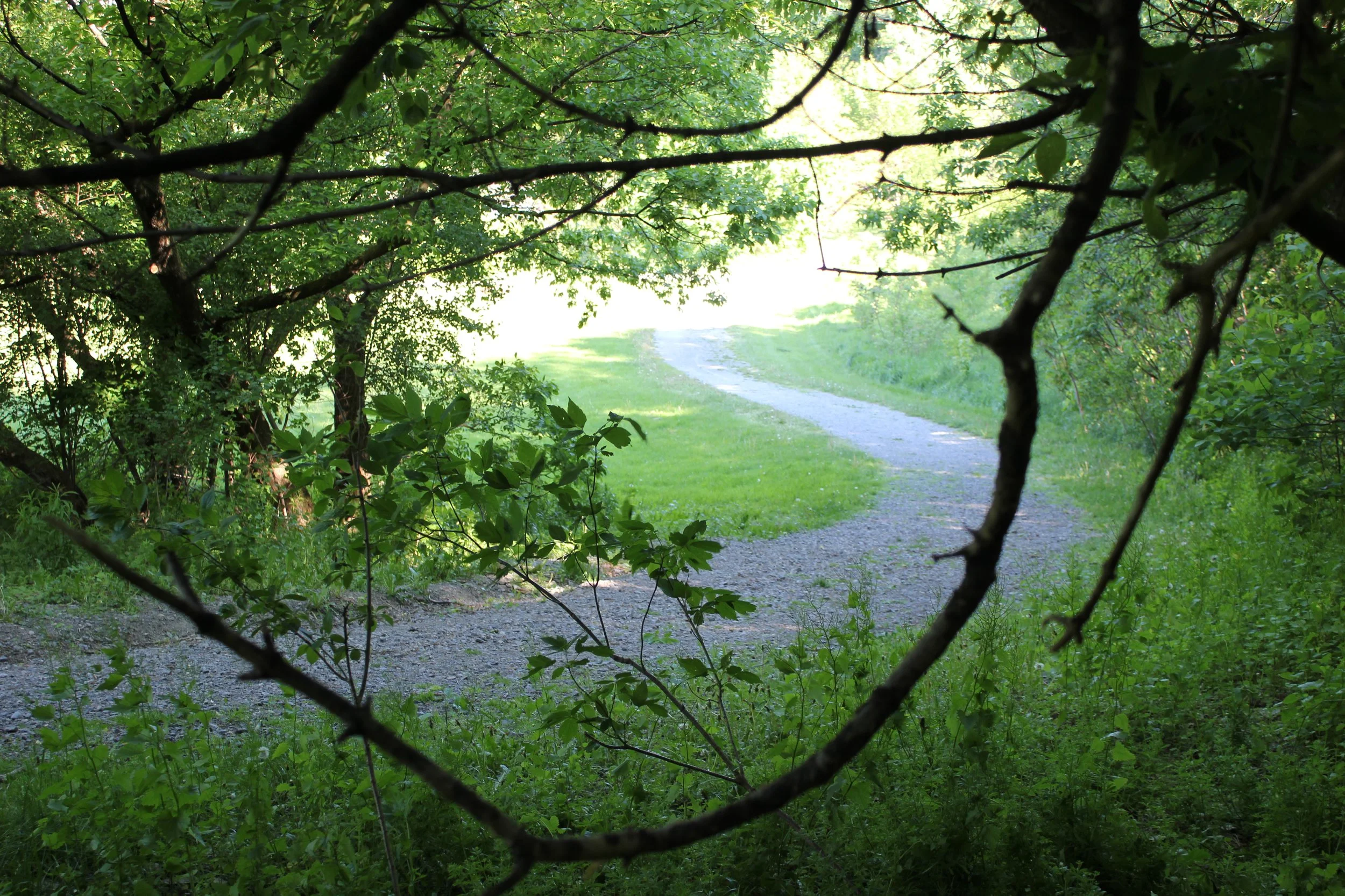 View of a winding dirt path through a green forest, seen through tree branches and leaves.