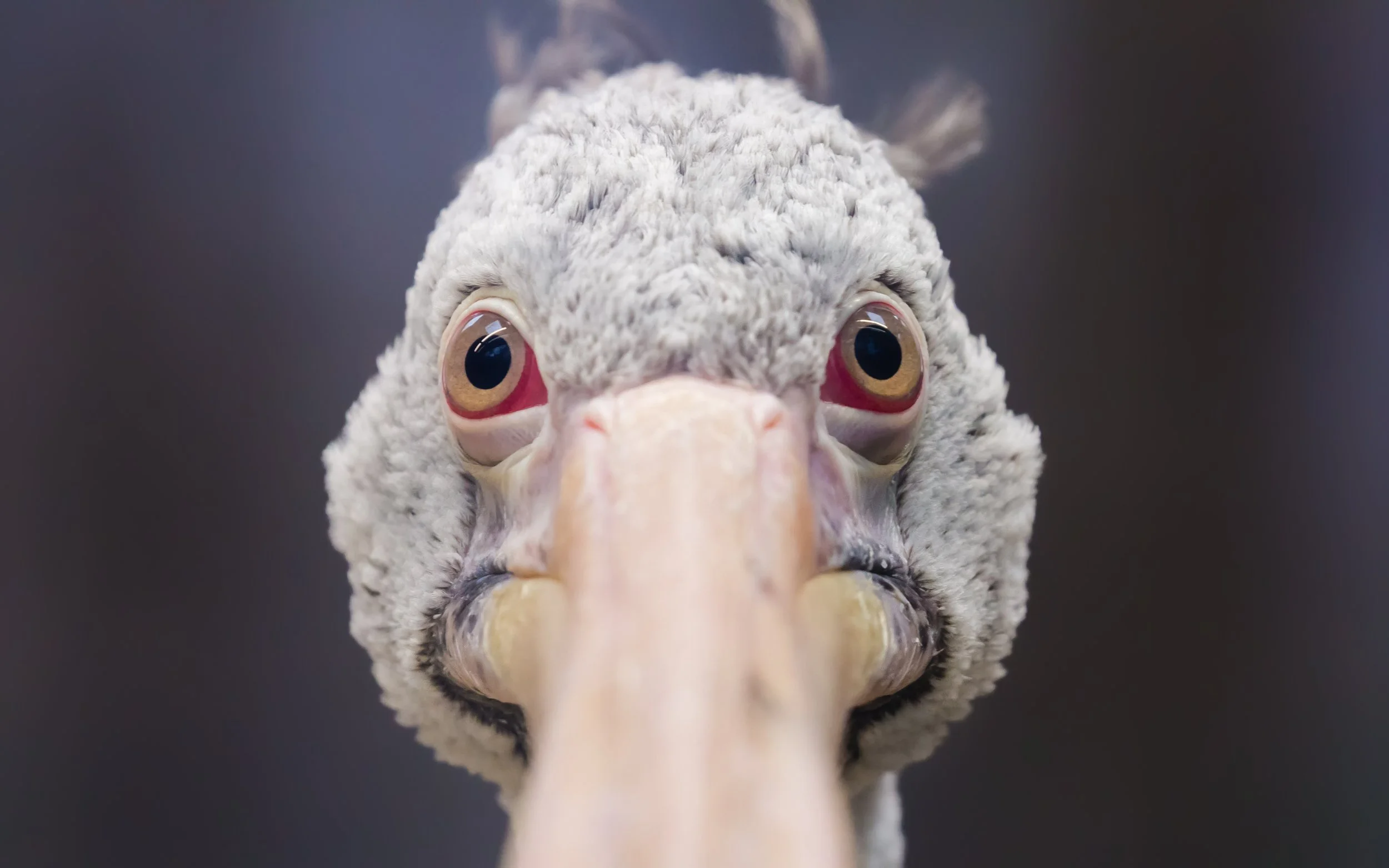 Pelican Face On.jpg