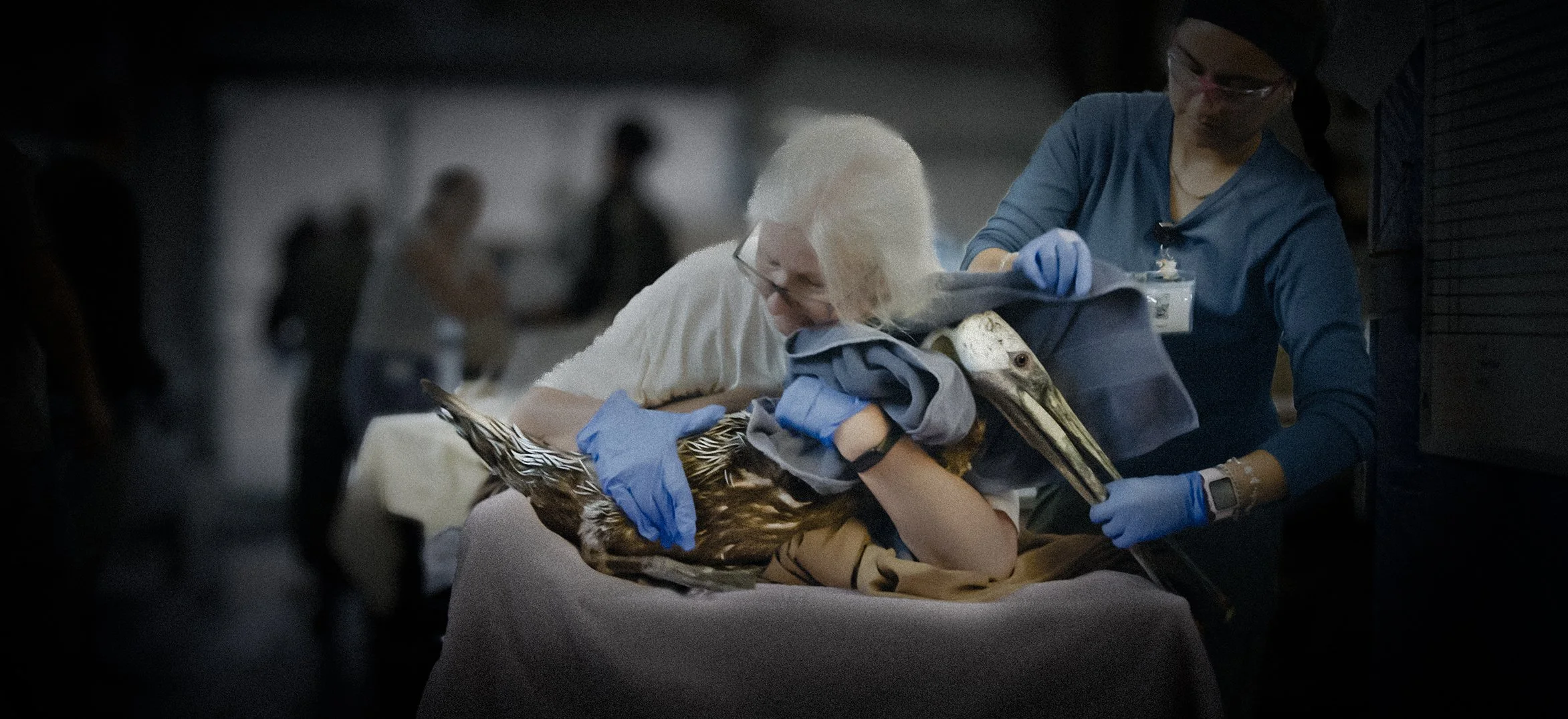 Pelican on the table deep background-Edit2.jpg