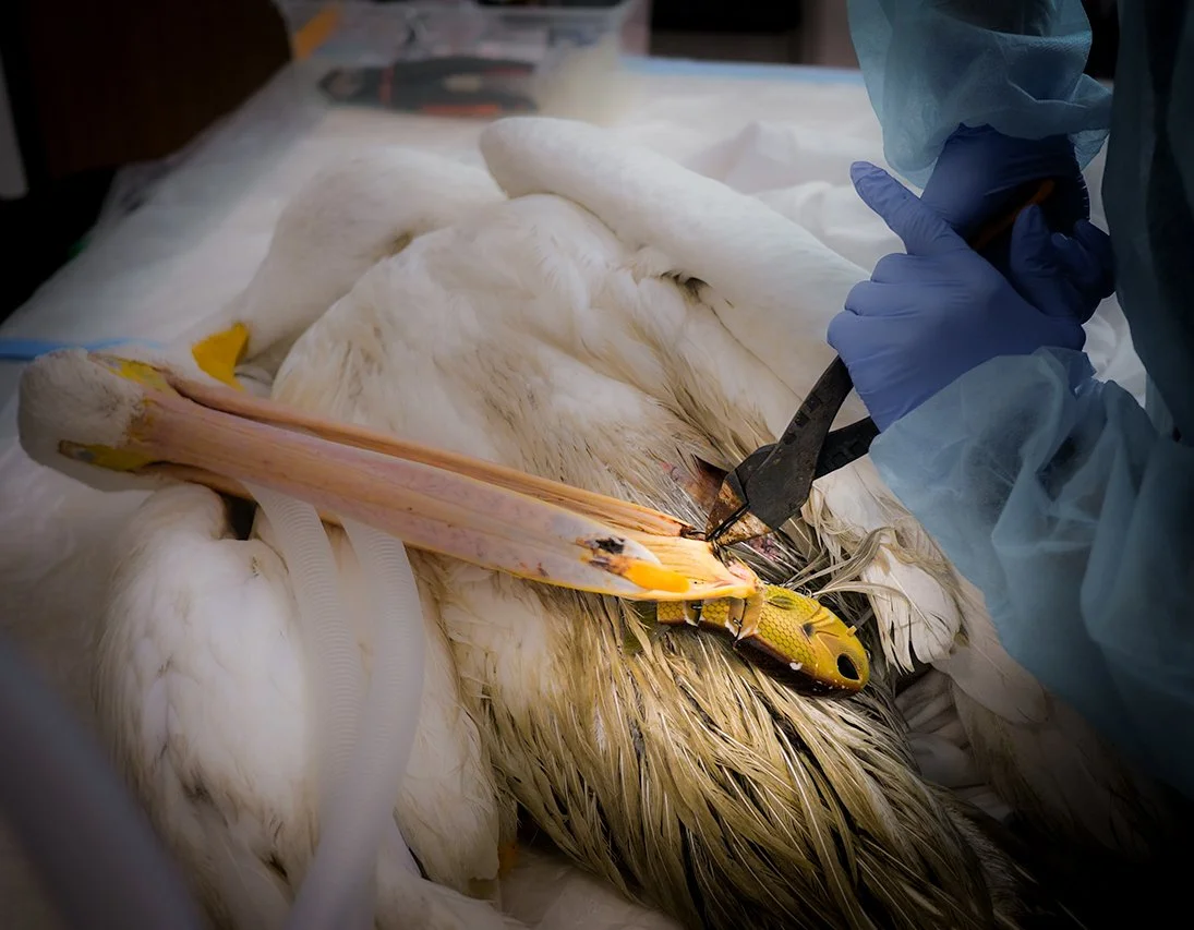 White Pelican removing bait.jpg