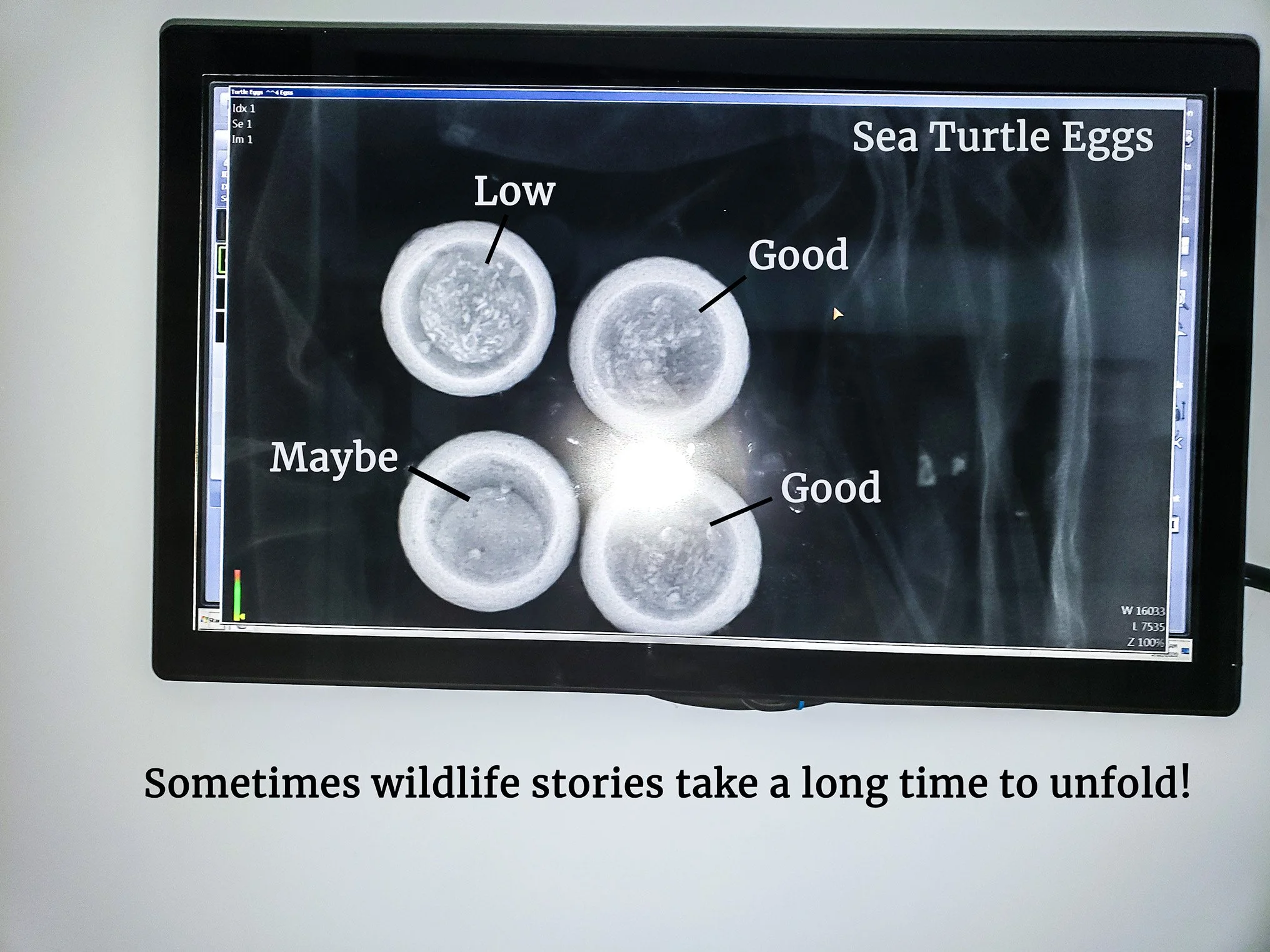 Sea Turtle eggs x-ray.jpg