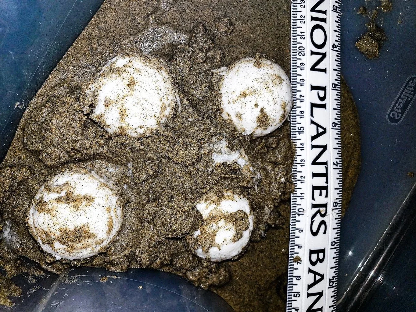 Sea Turtle eggs