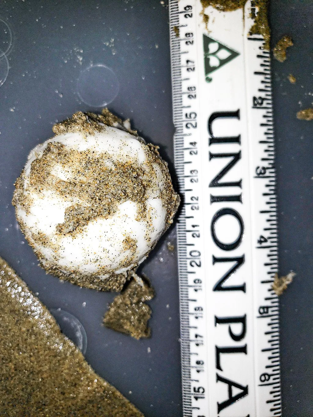 Sea Turtle Eggs 5-22-2020.jpg