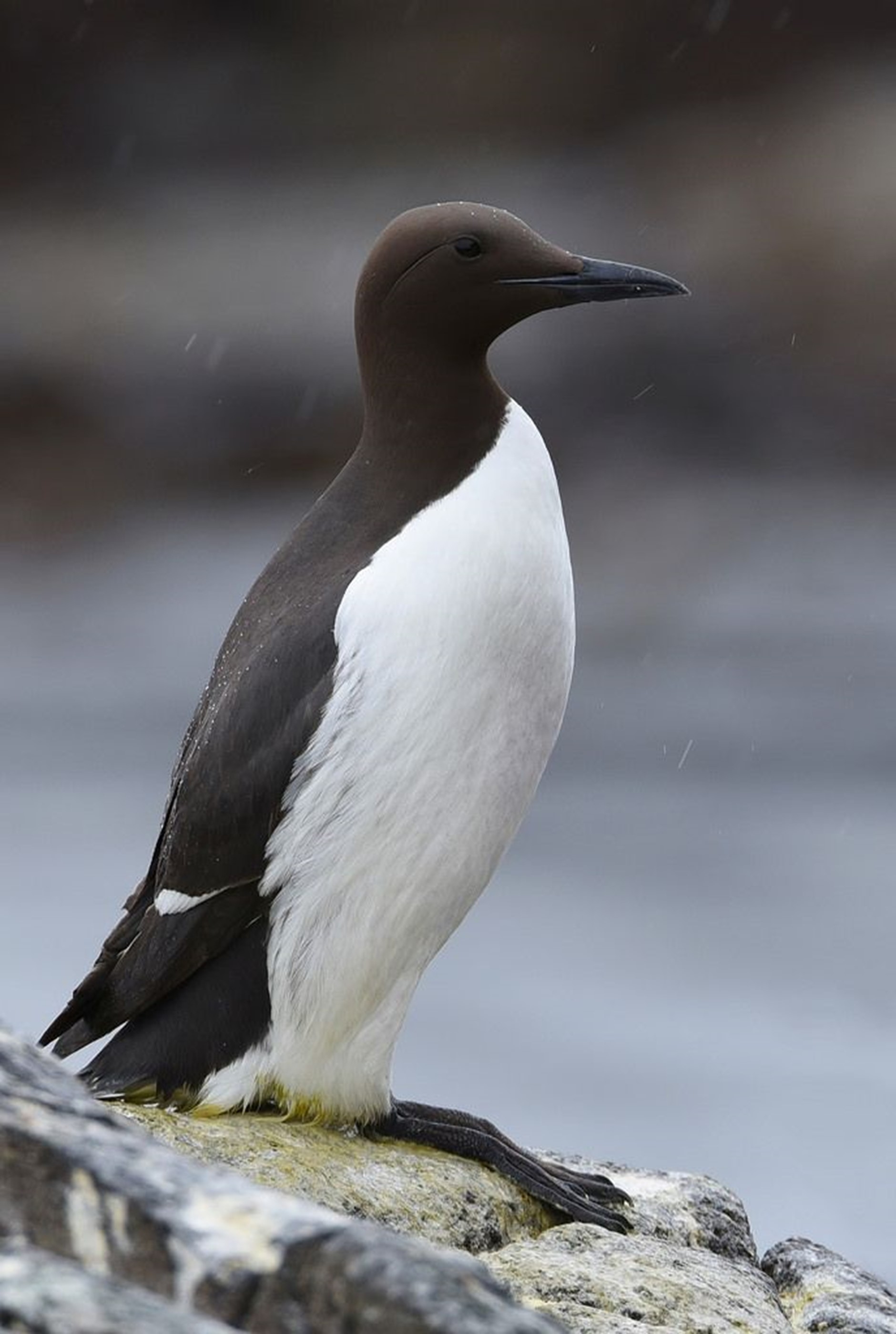 Common Murre