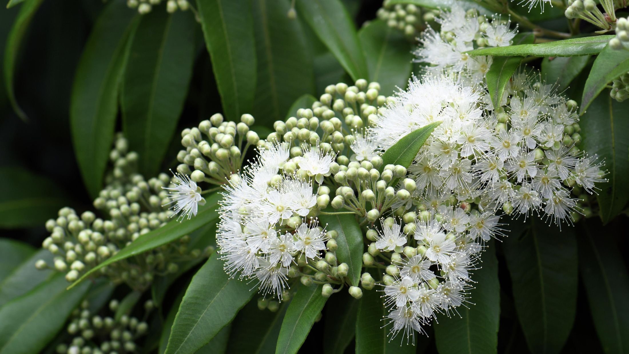 Lemon Myrtle.jpeg