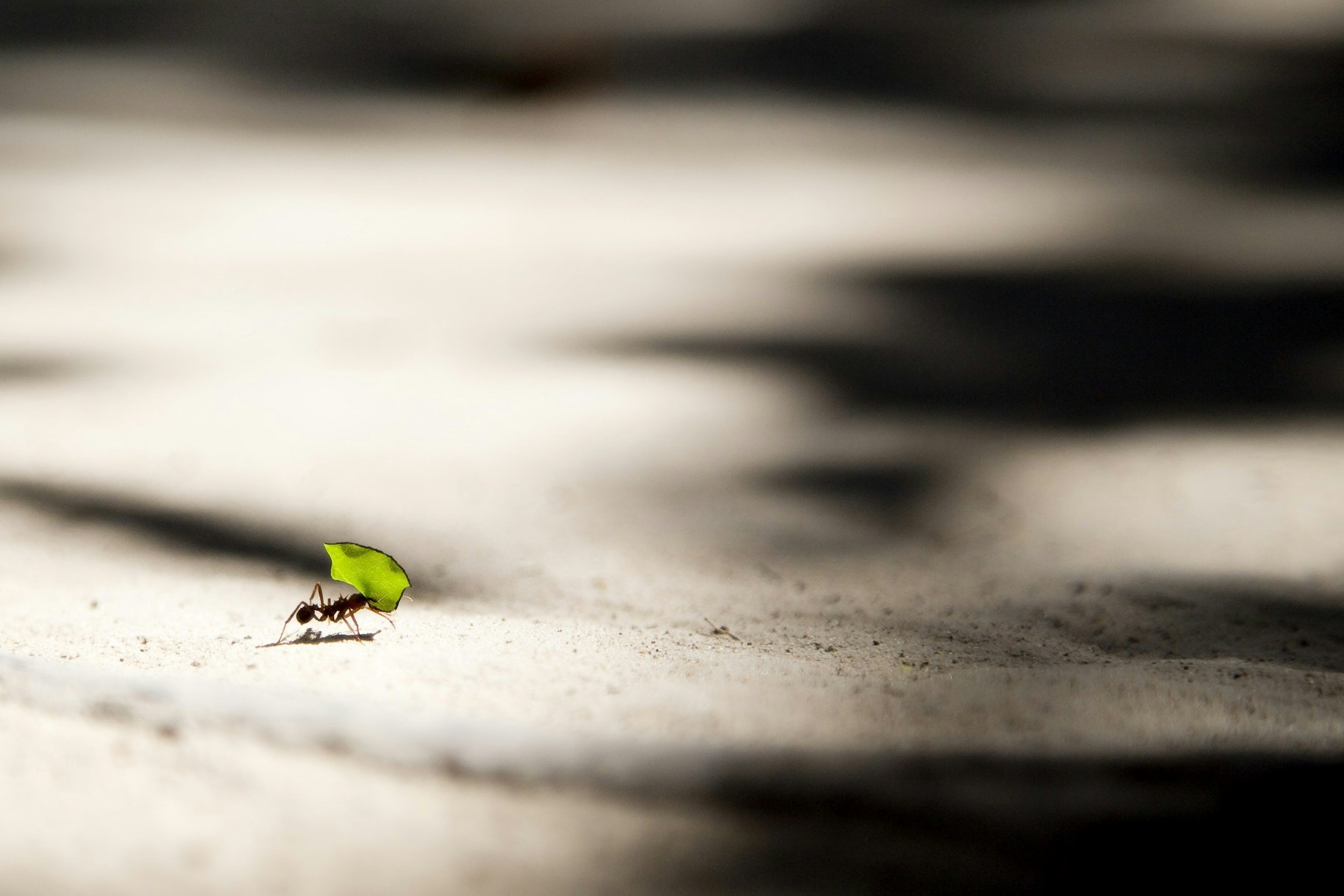 How To Work Like An Ant