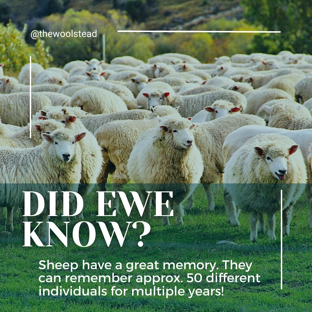 Despite what some believe, sheep are very intelligent animals and have great memories! Research has shown that sheep can remember approximately 50 individuals (people and animals) for two years! 

#sheepfacts #thewoolstead #woolsheep #sheep #sheepare