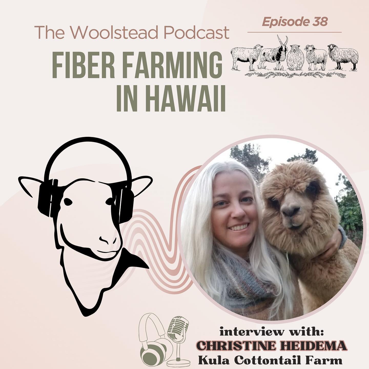 New Episode uploaded today! On Episode 38 I chatted with Christine of @kulacottontailfarm! Christine raises Angora rabbits, alpacas, and llamas in beautiful Hawaii. She shares her story of what led her to start raising fiber producing animals, the be