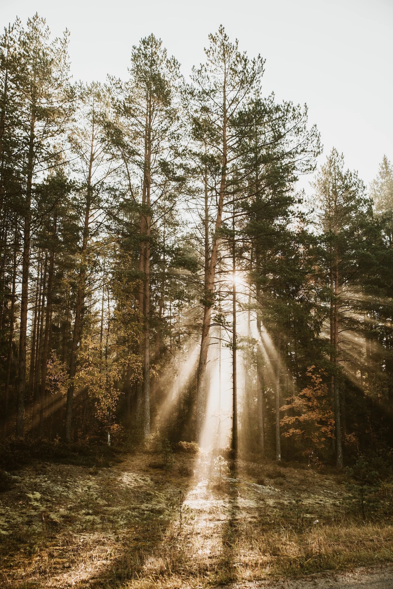 A Comprehensive Guide to Assertive Communication