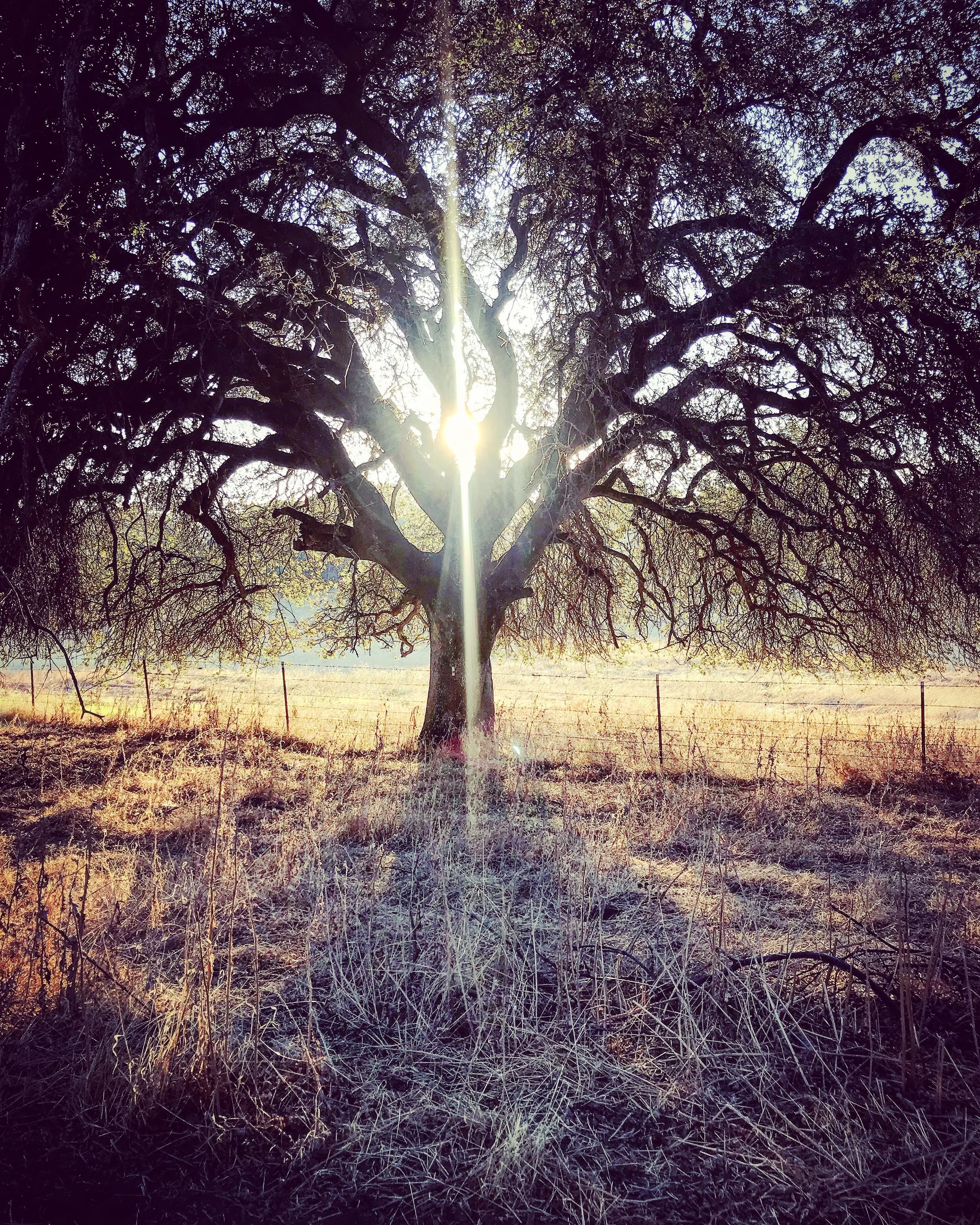 tree-lorilachman-2018.jpg