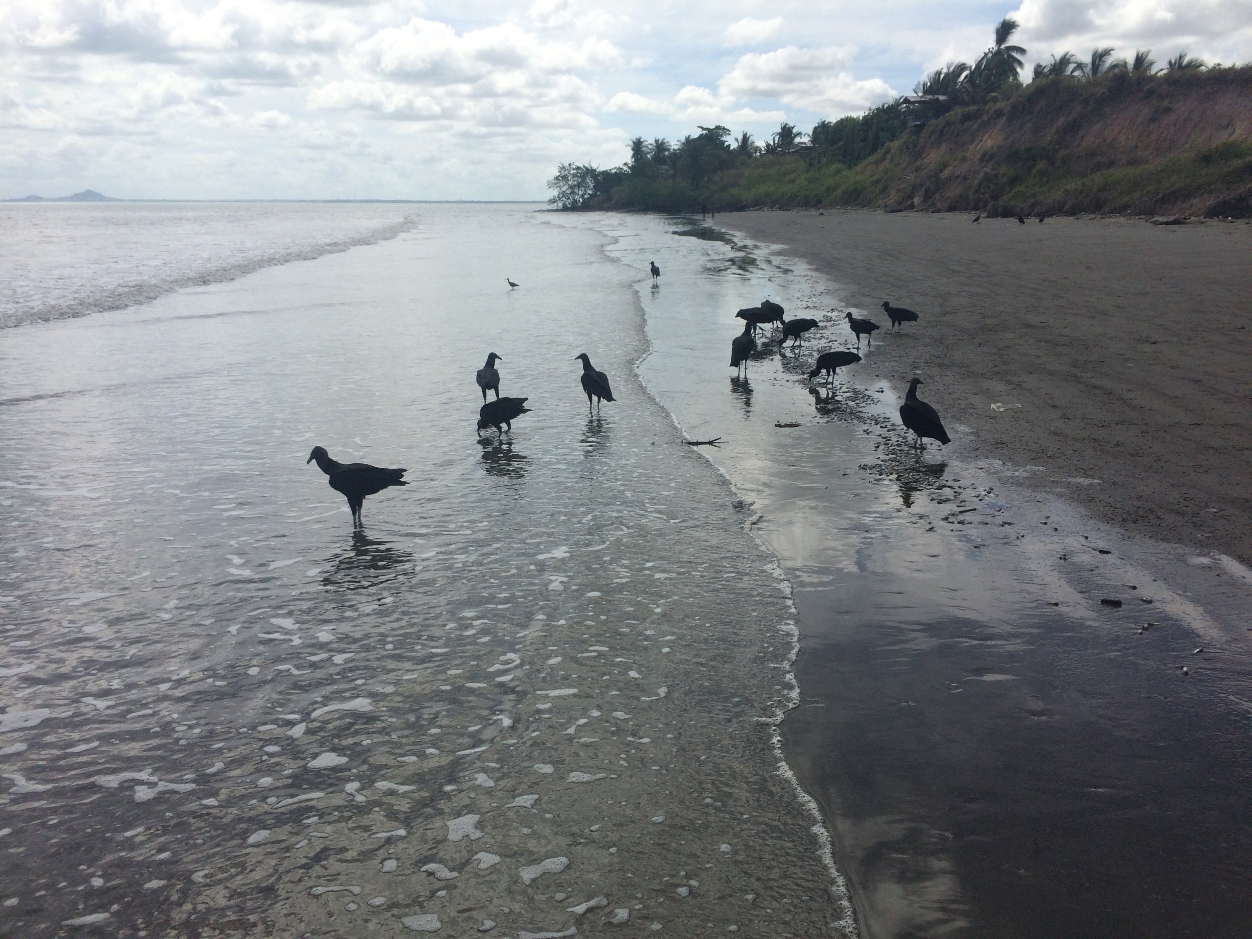 birdsbeach.jpg