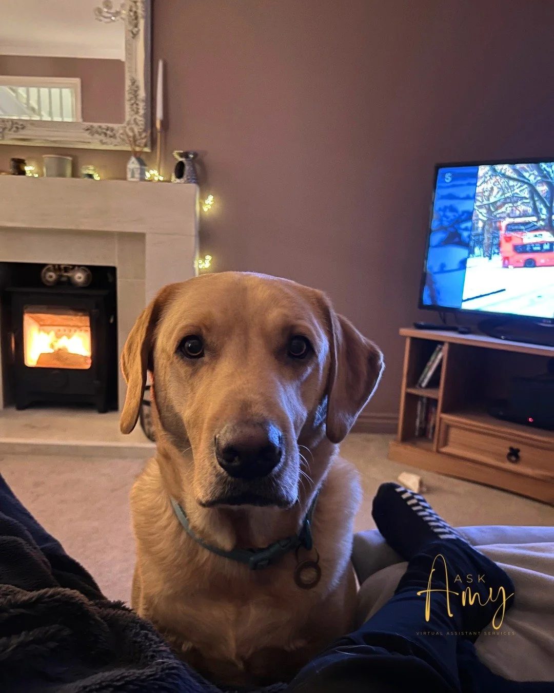 Imagine being Barney&hellip; no cares in the world. Just
when&rsquo;s it time for a walk
is it dinner time
can I convince her it&rsquo;s dinner time again?

(For the record, he has already been fed!)

No to-do lists.
No emails.
No social posts.
No li