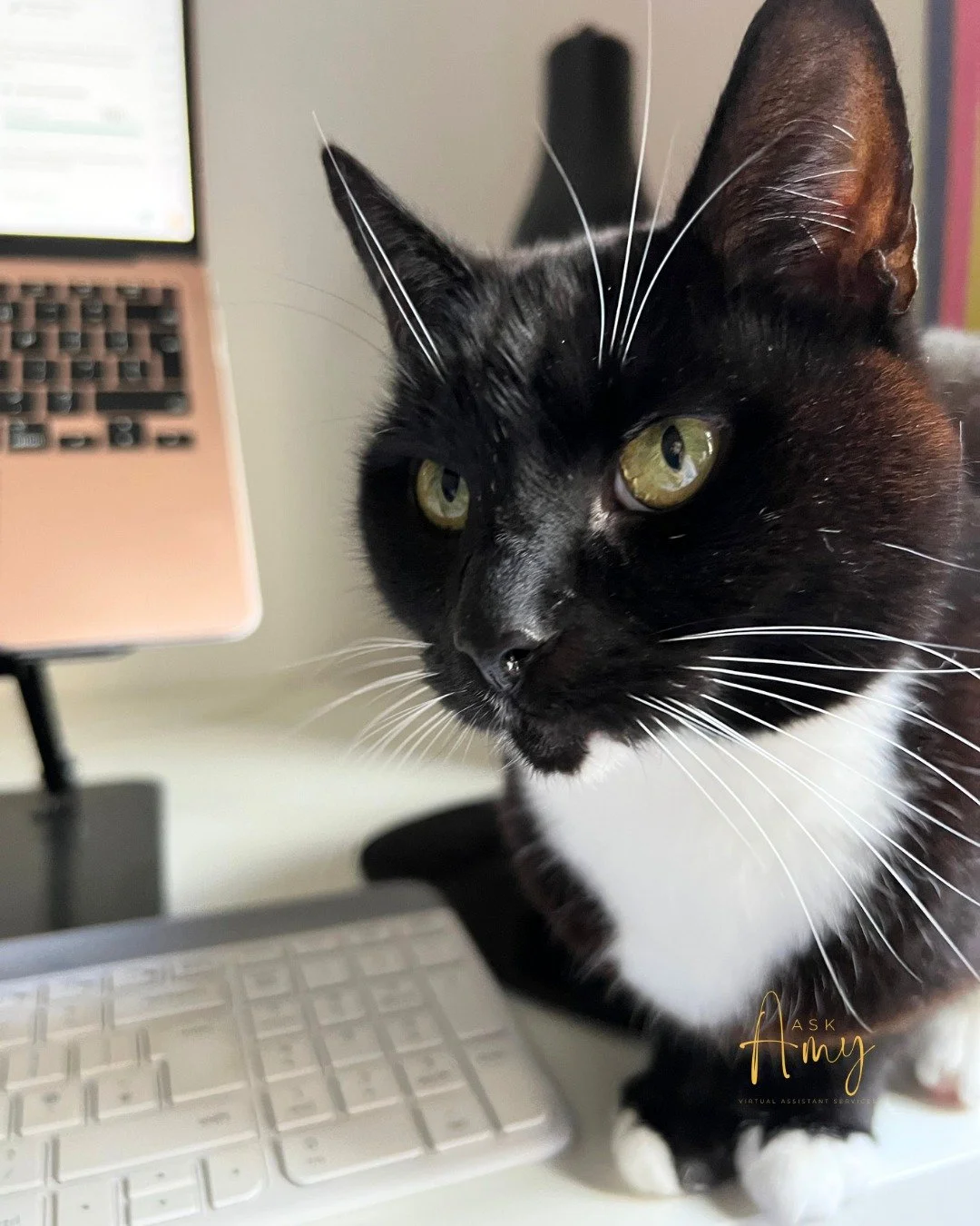 Not sure if this is sabotage or attention seeking&hellip;
But either way, Lulu has mastered the art of getting me to stop and take a break by quite literally sitting on my mouse! 🐾

How&rsquo;s your day going?