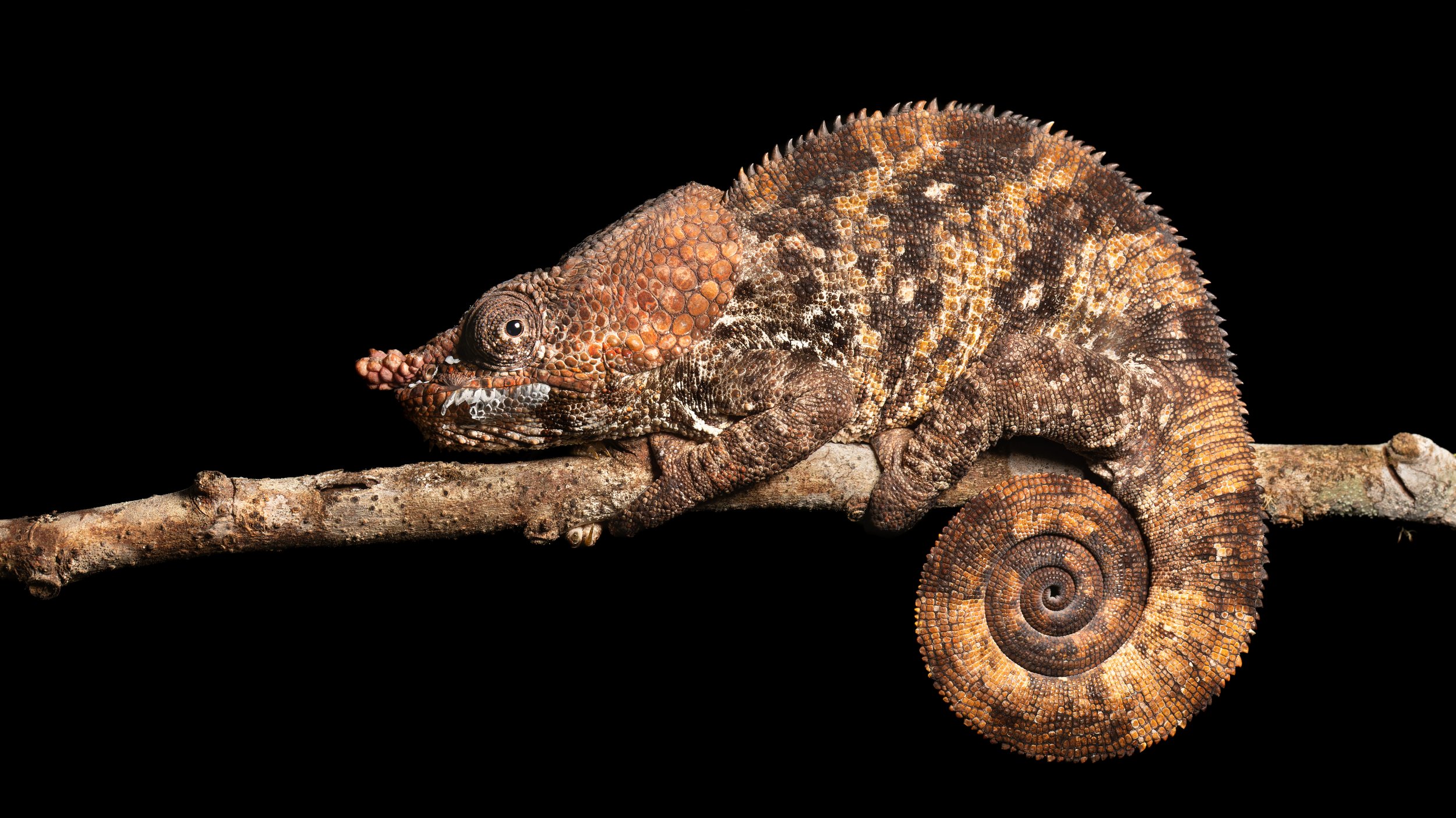 Short-horned Chameleon - Andasibe.jpg