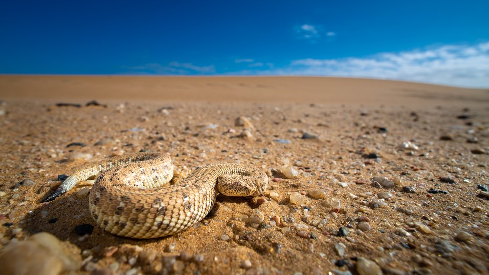 A viper in the desert