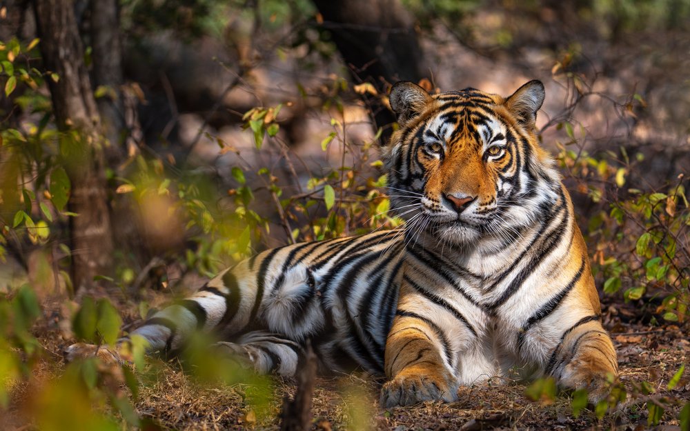 A sub-adult male tiger