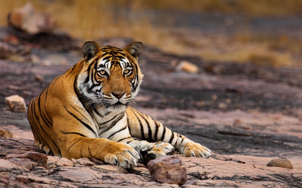 India's national animal - the tiger