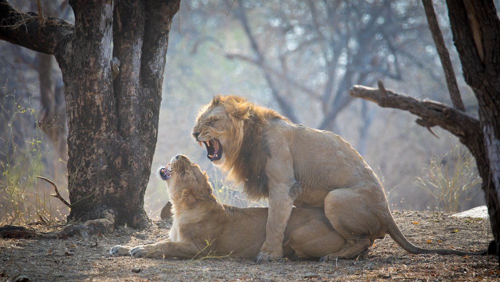 Lions mating at Gir Forest