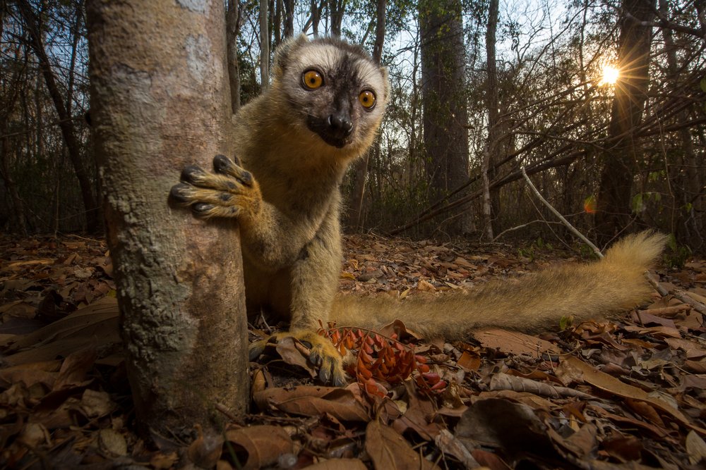 A curious brown lemur