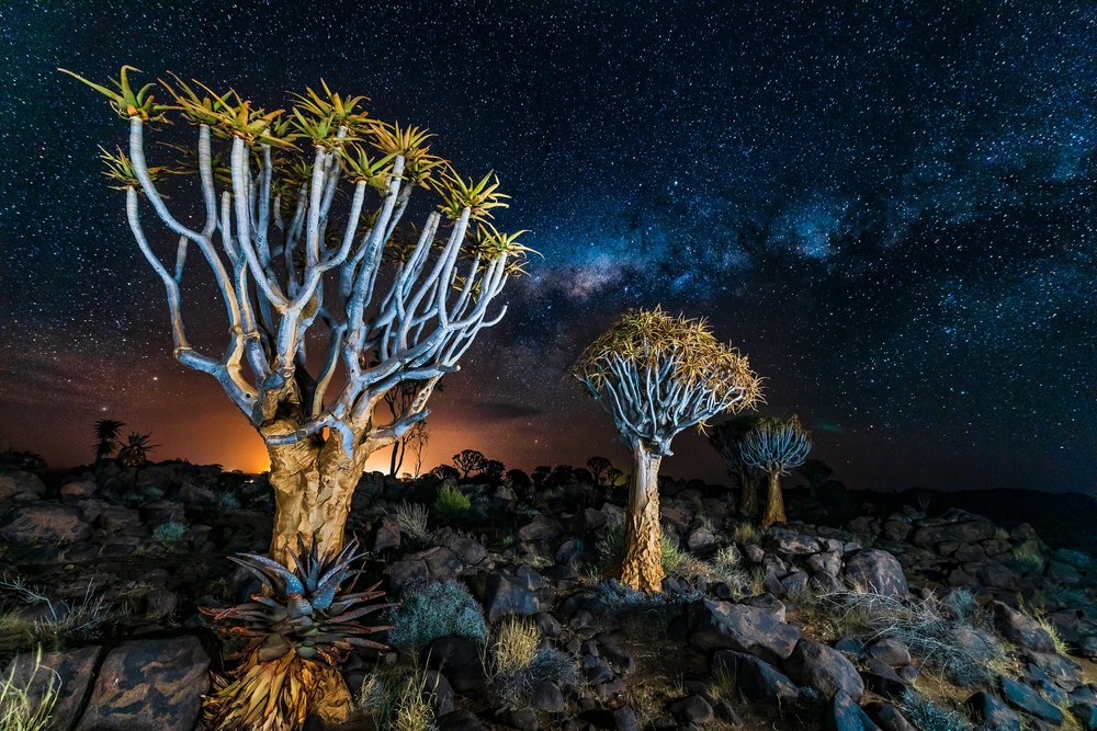 Dark skies at the quivertree forest