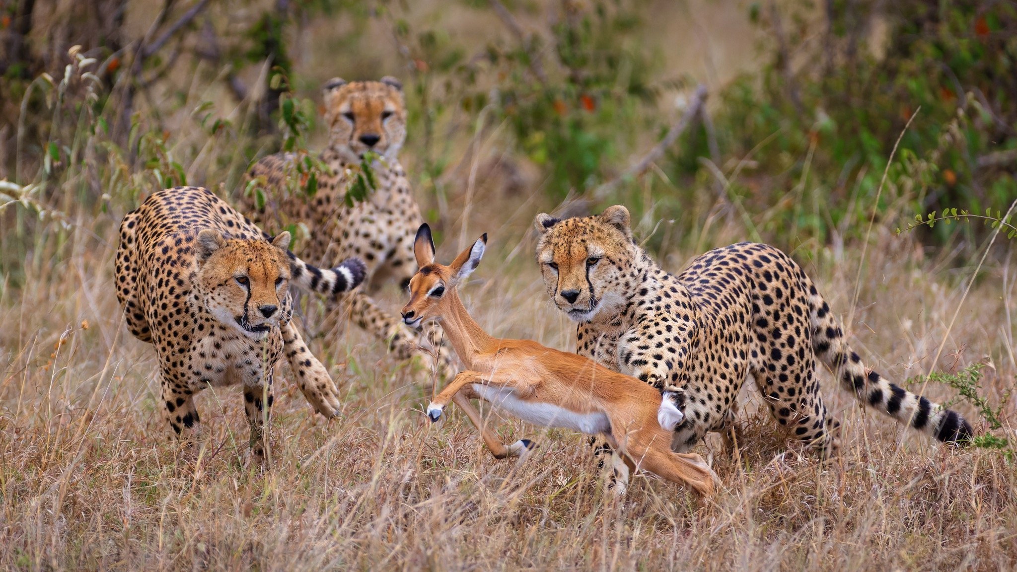 Cheetahs zone in on their kill