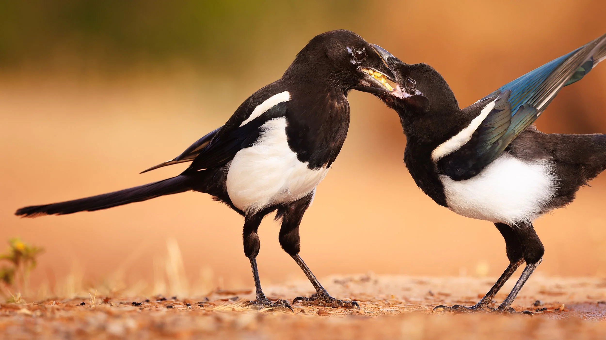 Photograph of a magpie feeding its juvenile