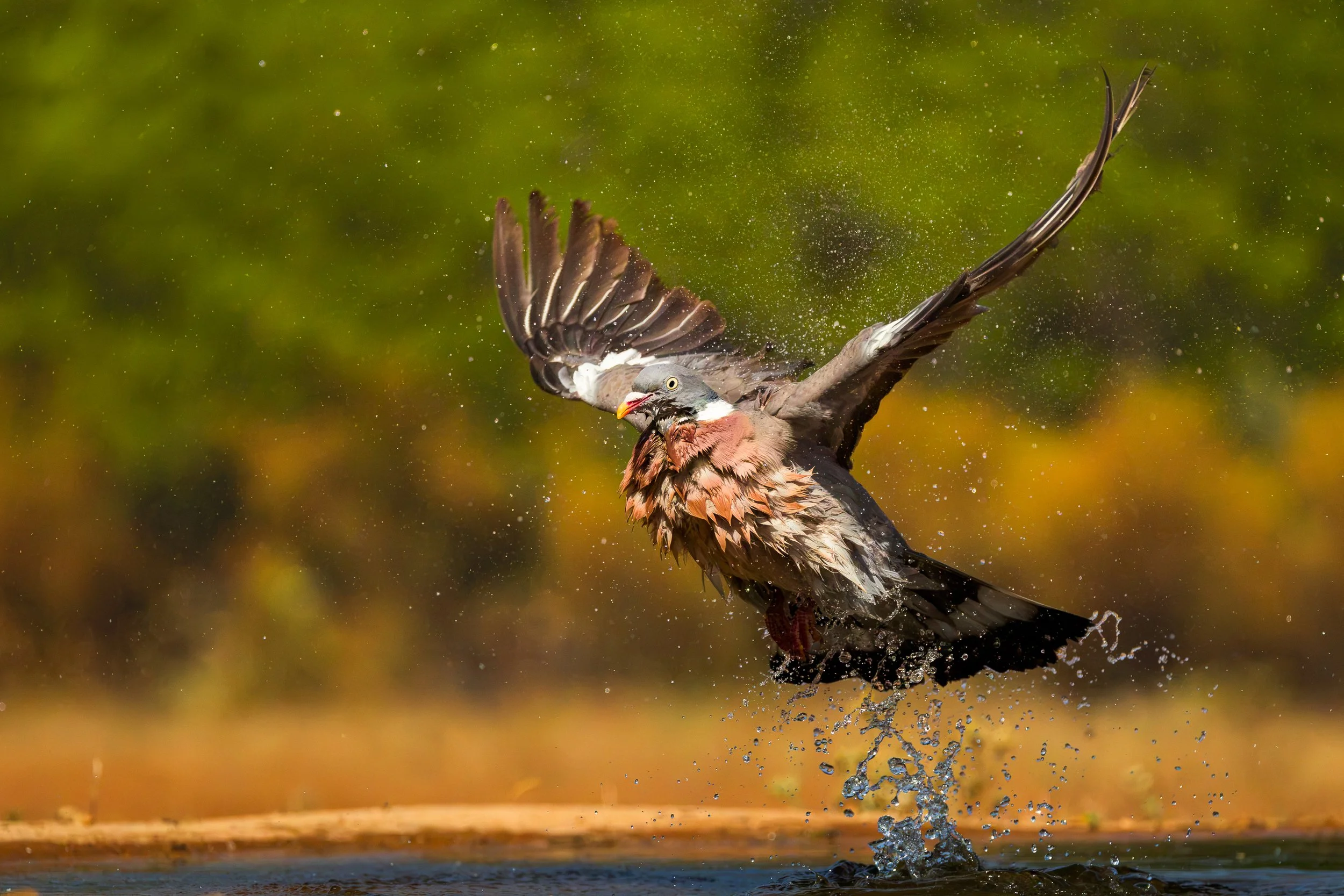 Photograph of a wood pigeon taking off from a pool of water