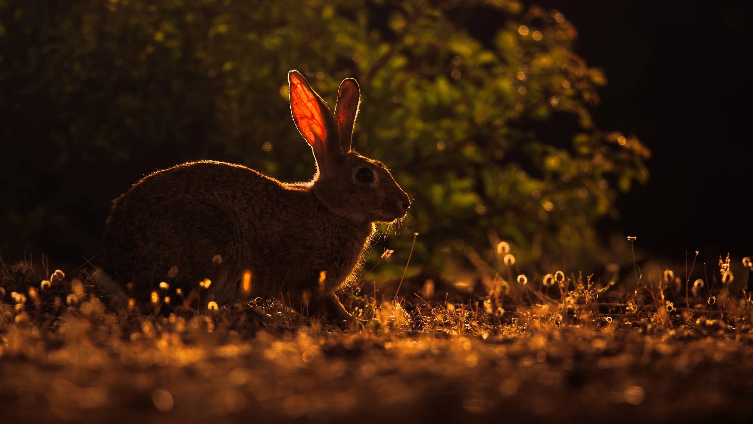 Photograph of a European rabbit
