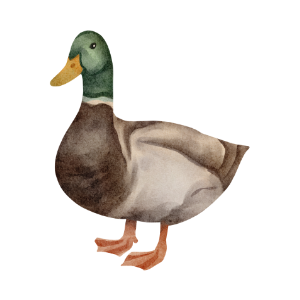 Duck.png