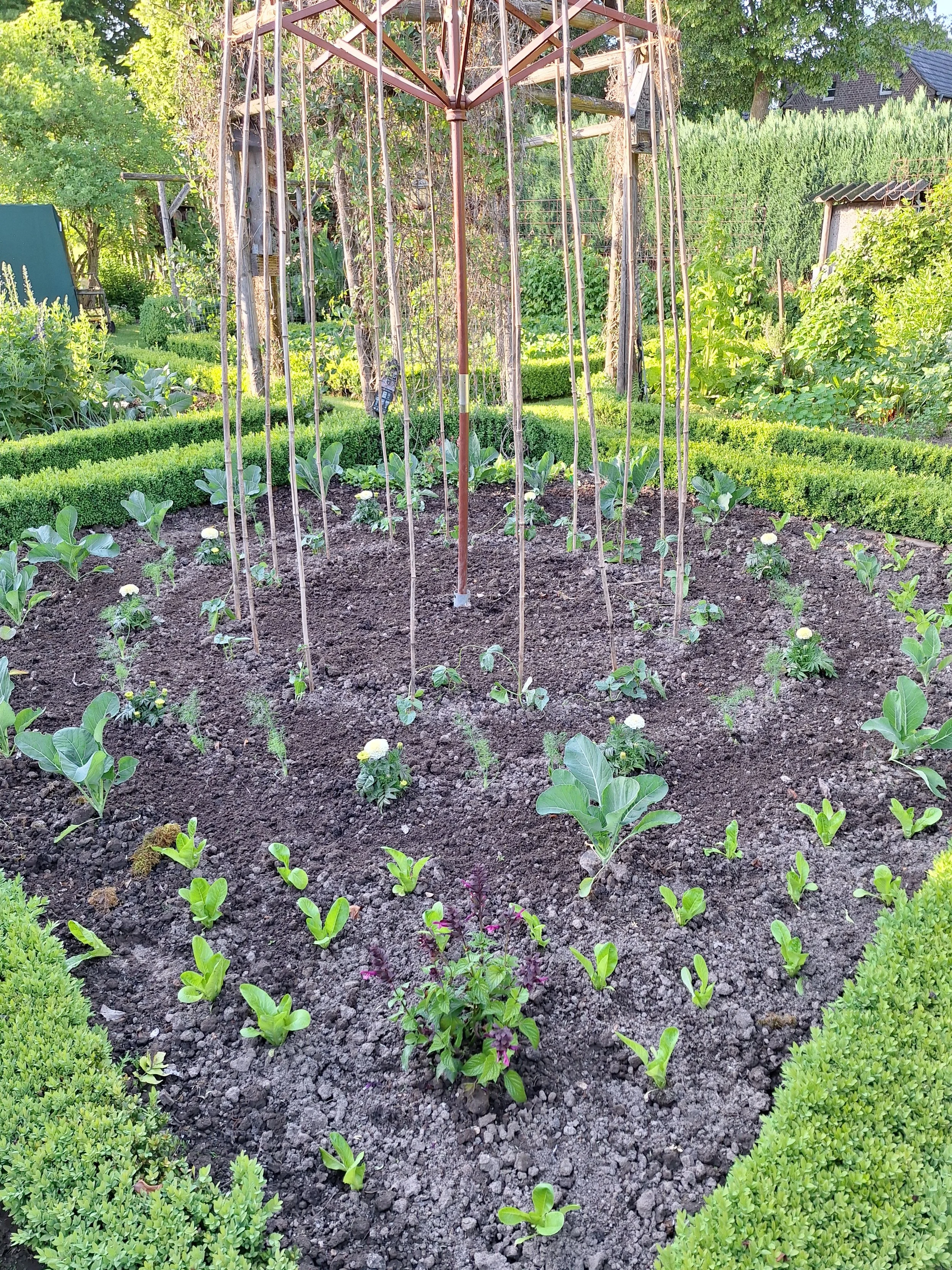 Gemüse mal anders gepflanzt