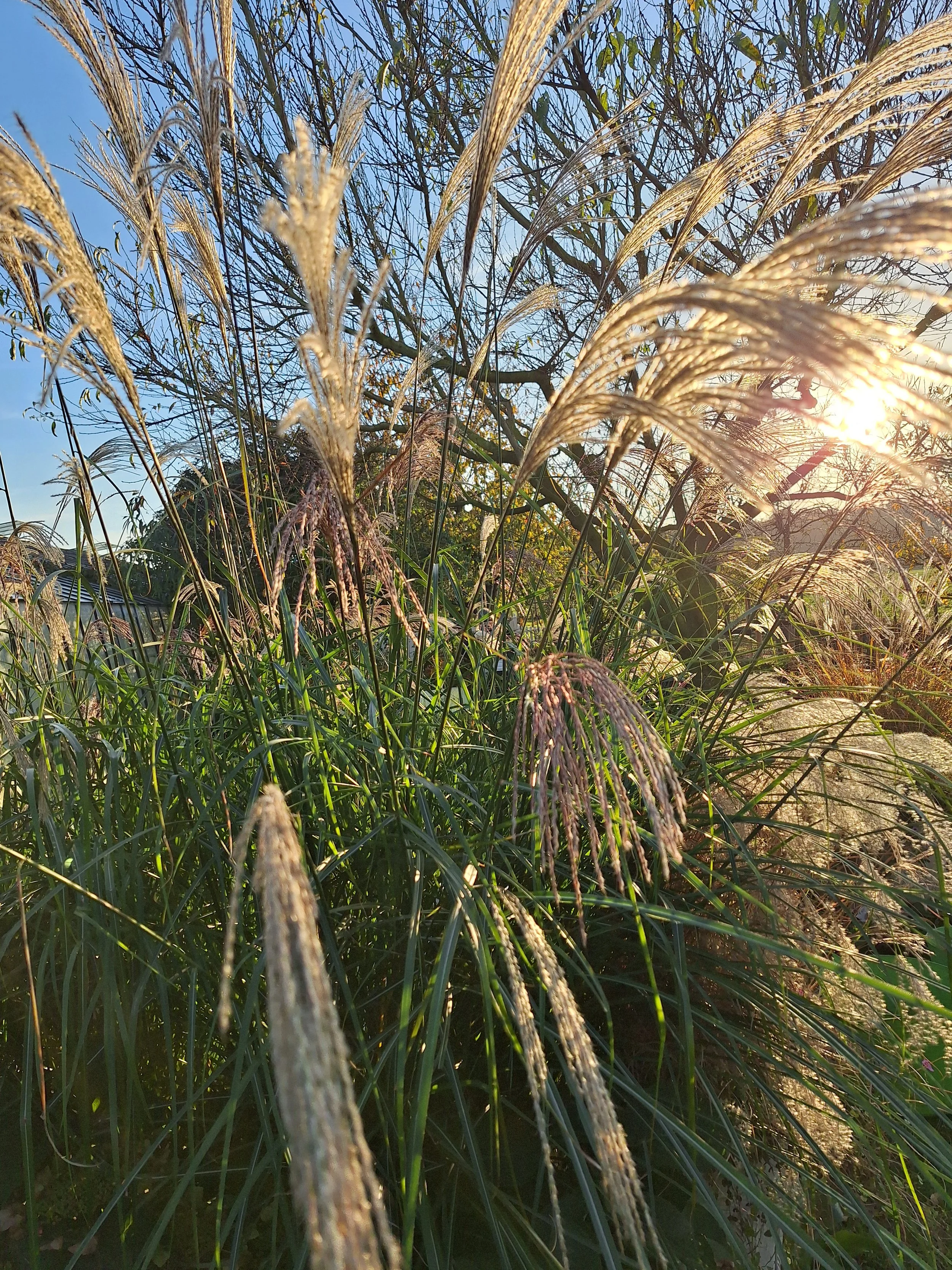 Abendstimmung im Garten