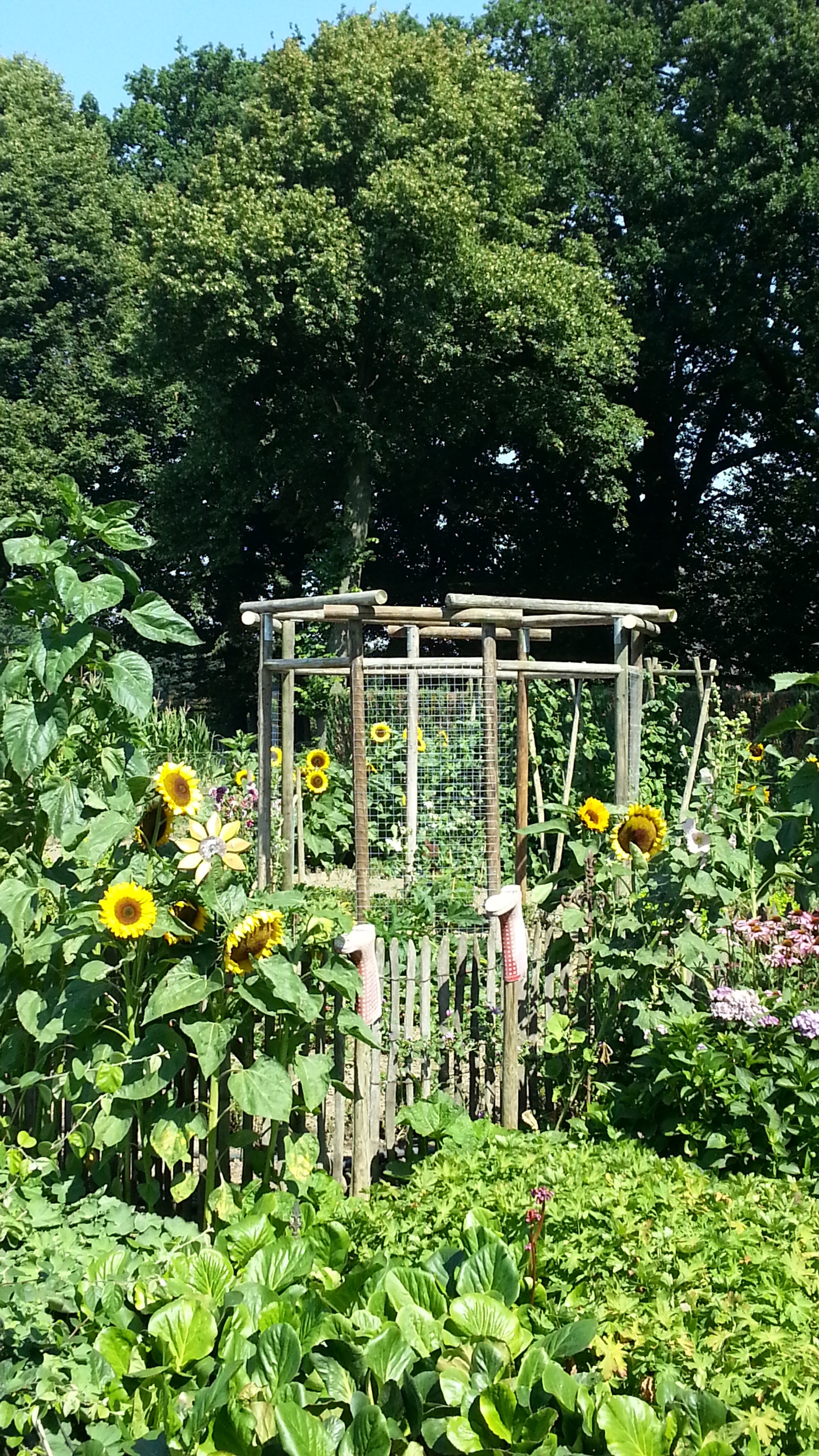 Das Rondel im ersten Sommer