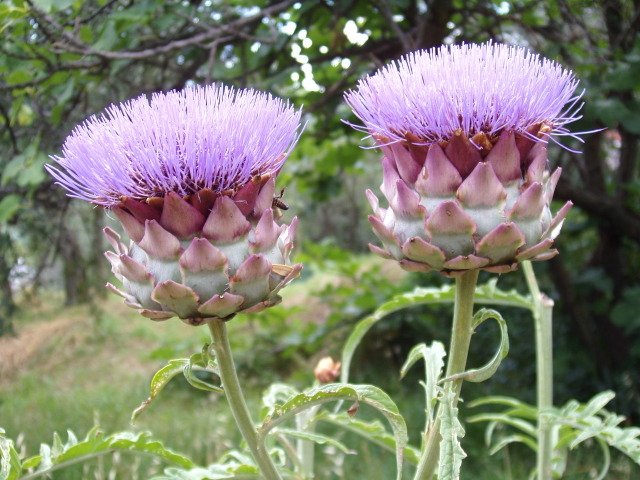 artichaut-fleur.jpg