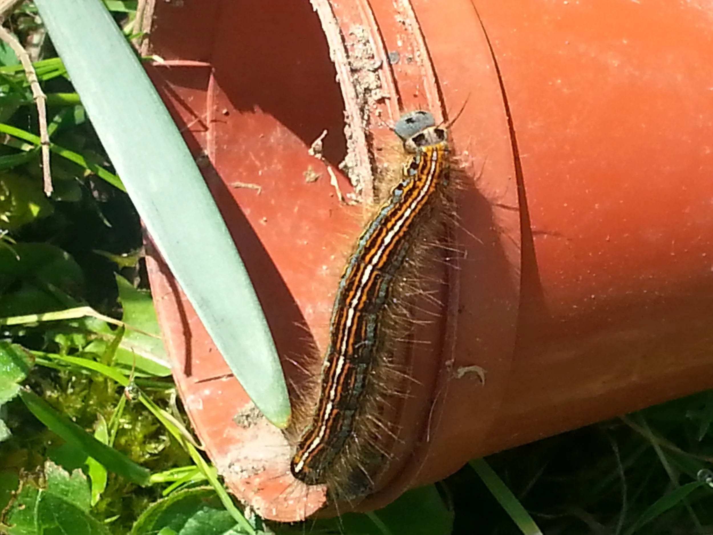 The stripey caterpillar