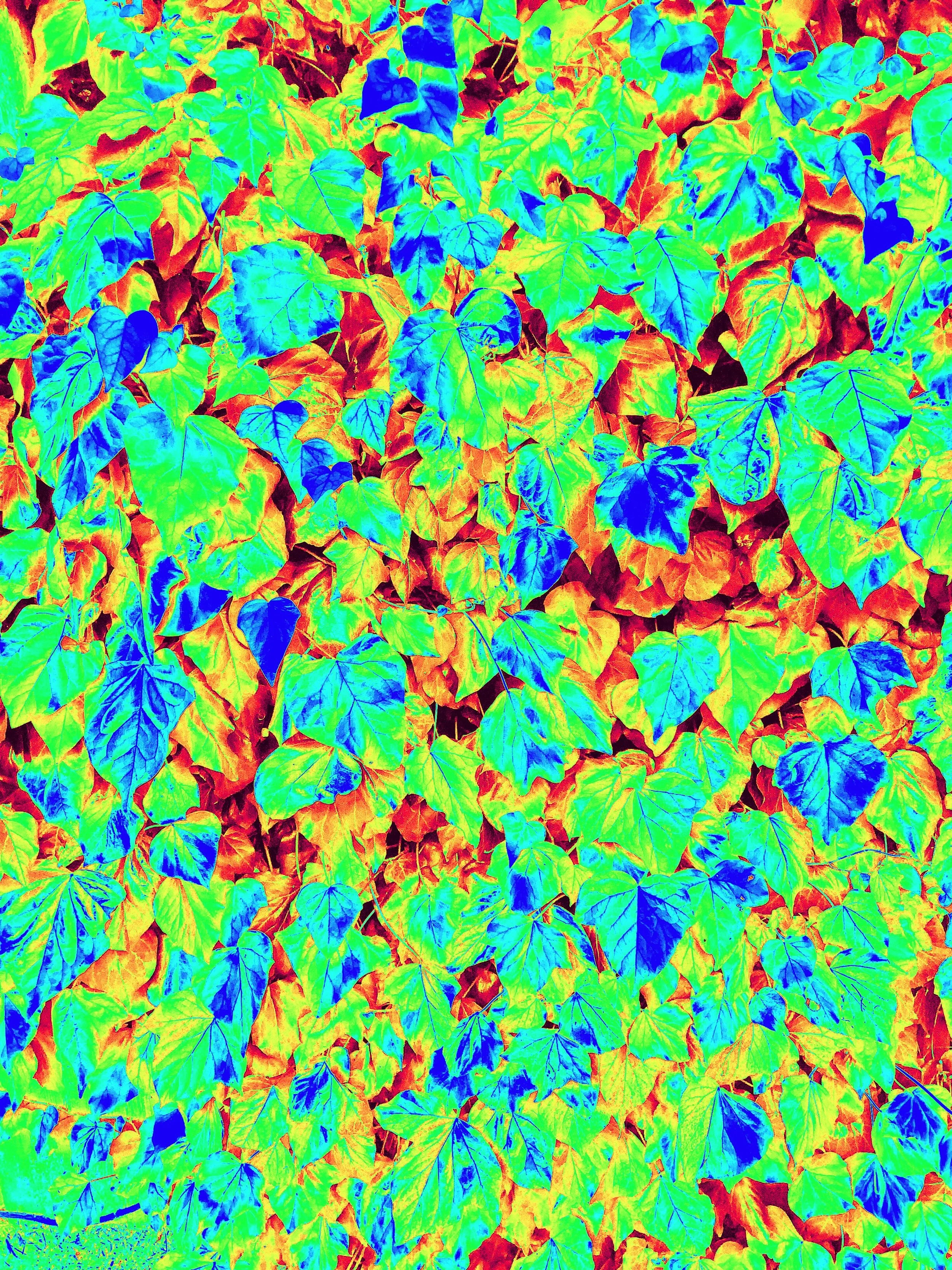 Abstract colourful leaves.JPG