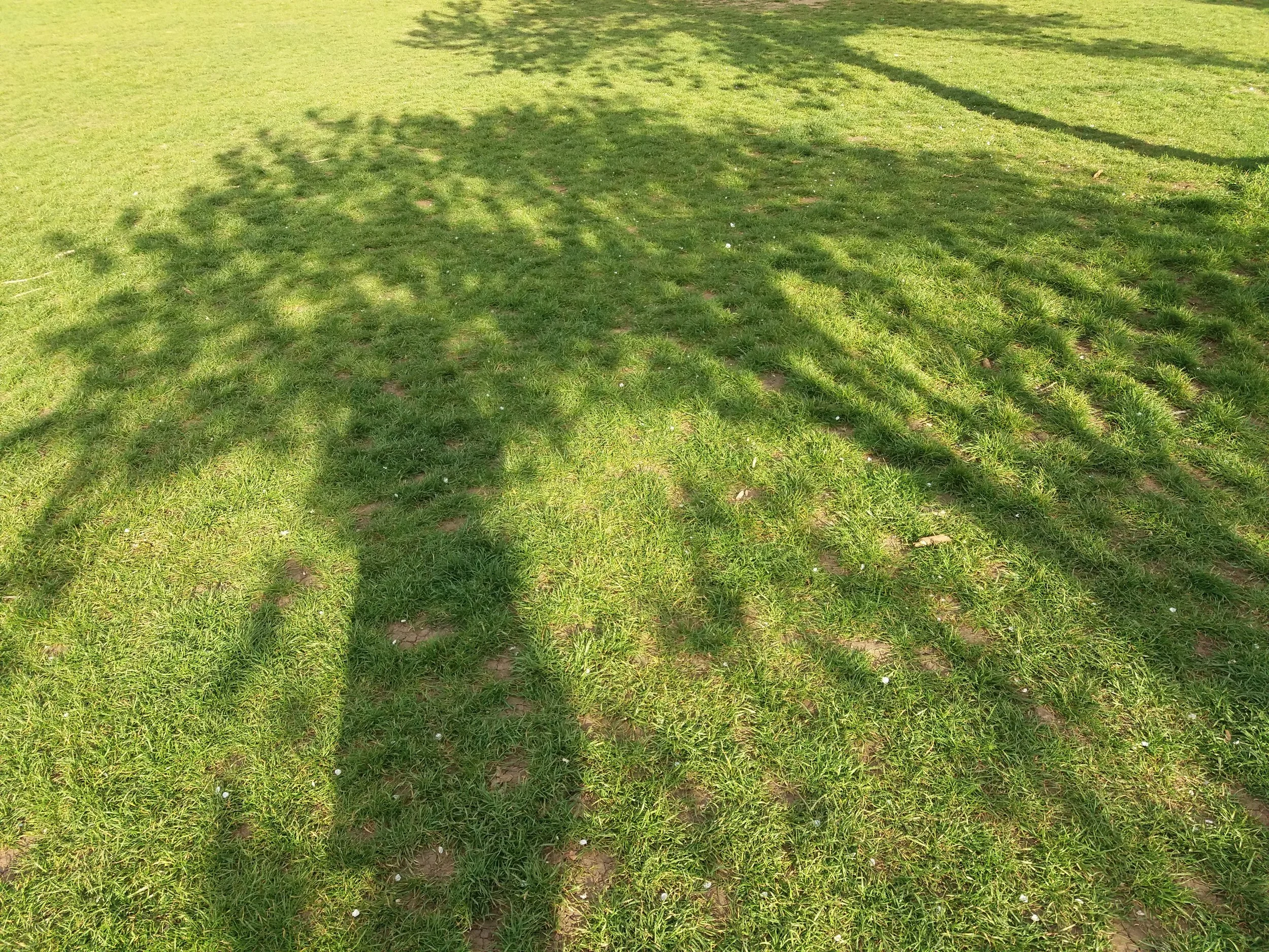 Tree and human shadow