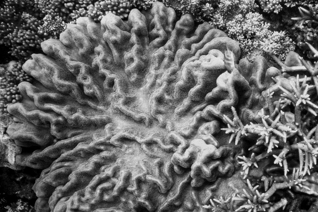 Lettuce Coral, Northern GBR, Copy right Bridget Ferguson, 2024.