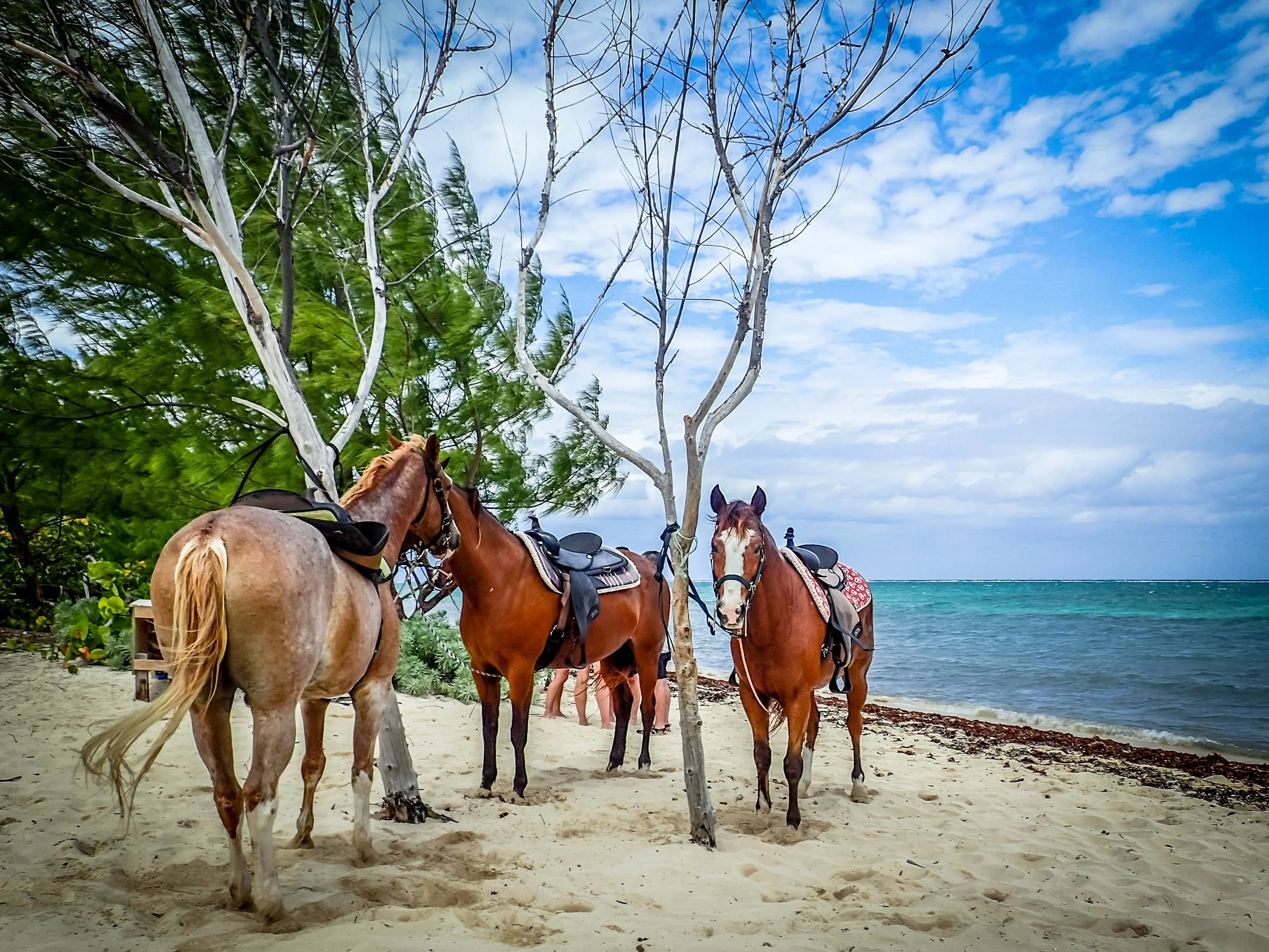 Barkers windy day-13.jpg