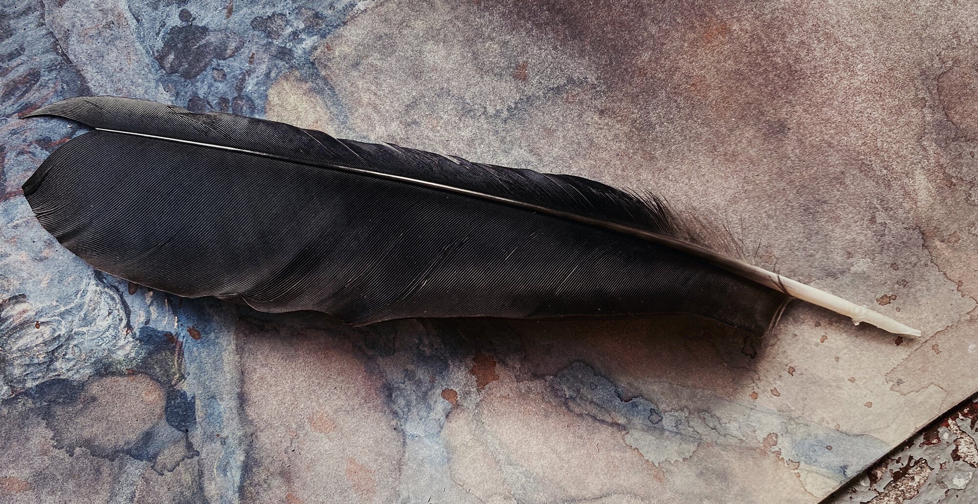 The Parts of a Feather and How Feathers Work