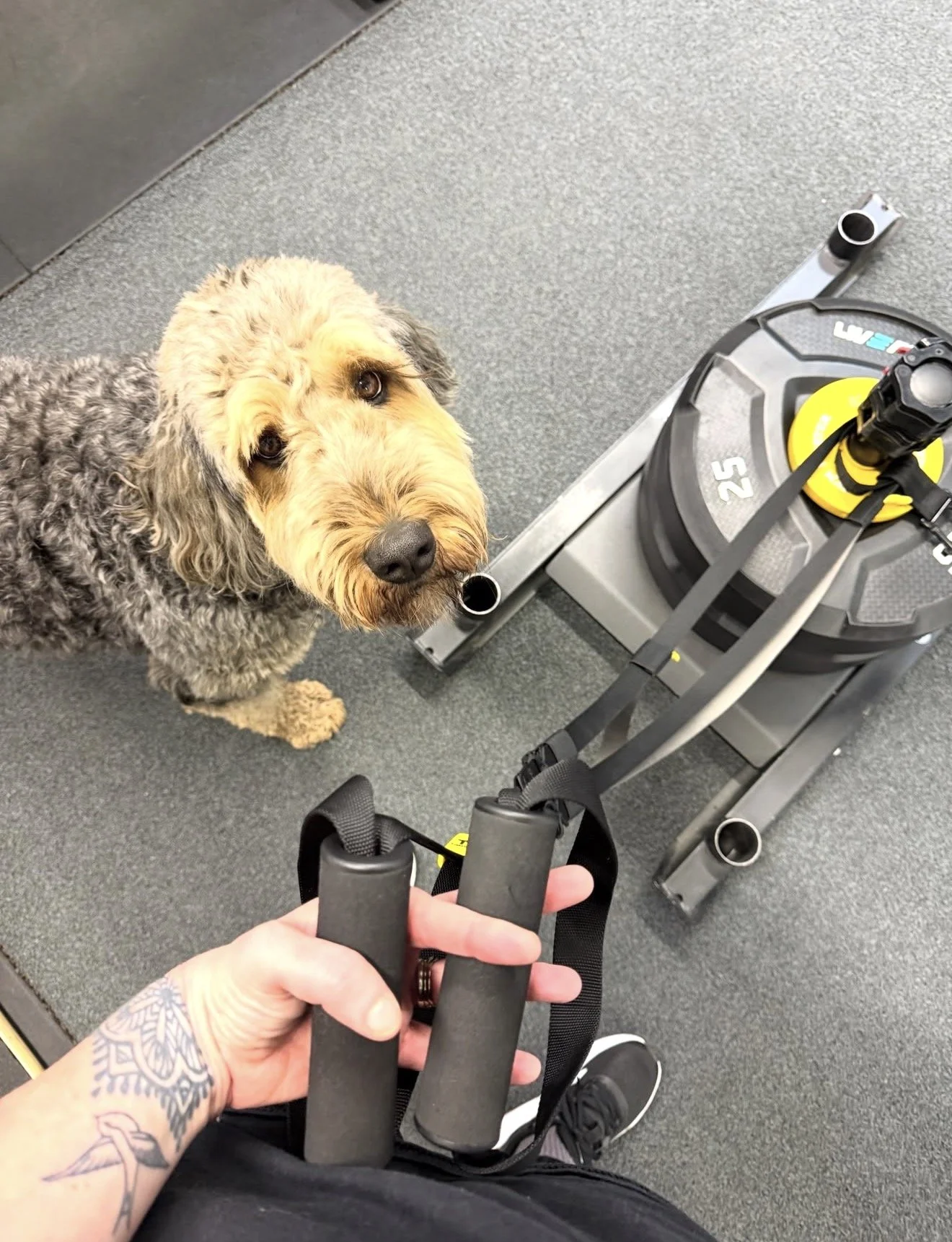 Rosa the gym dog providing support to clients at the Ferraro Method gym studio in Hitchin