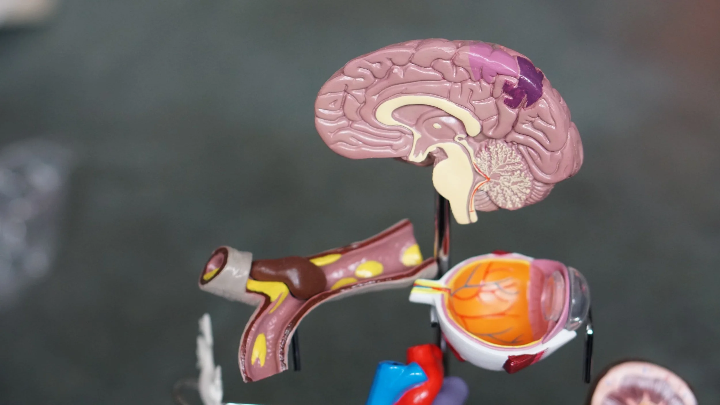 The Science of Yoga: How it Affects the Brain and Body