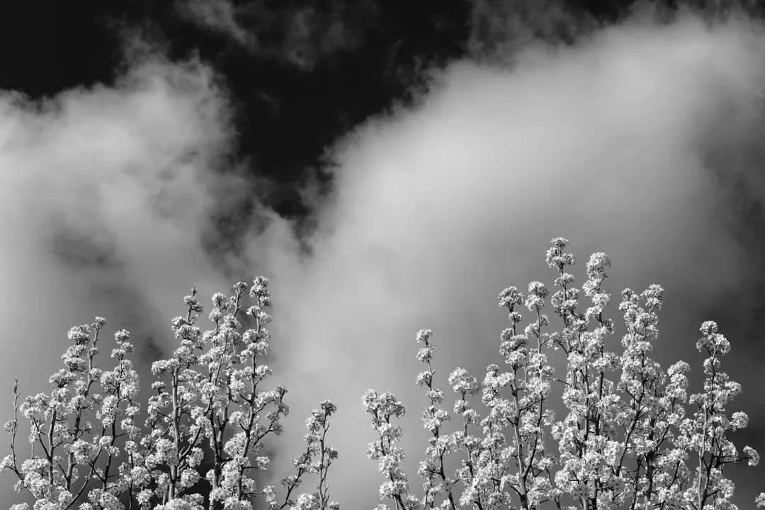 Tree Tops and Clouds