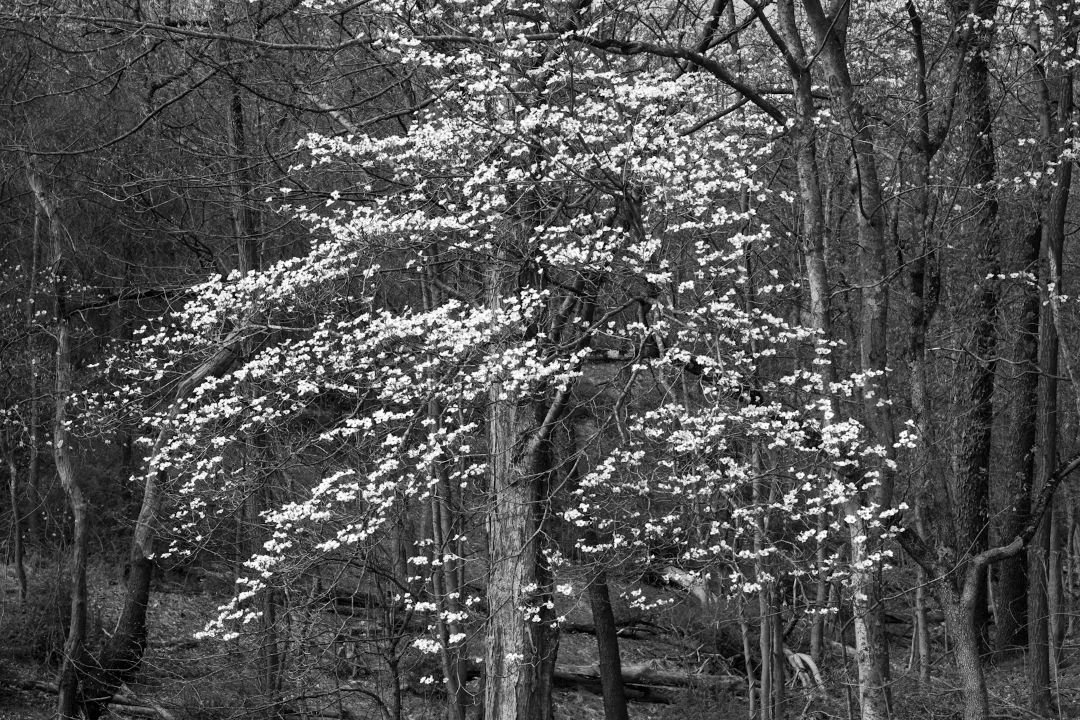 Dogwood