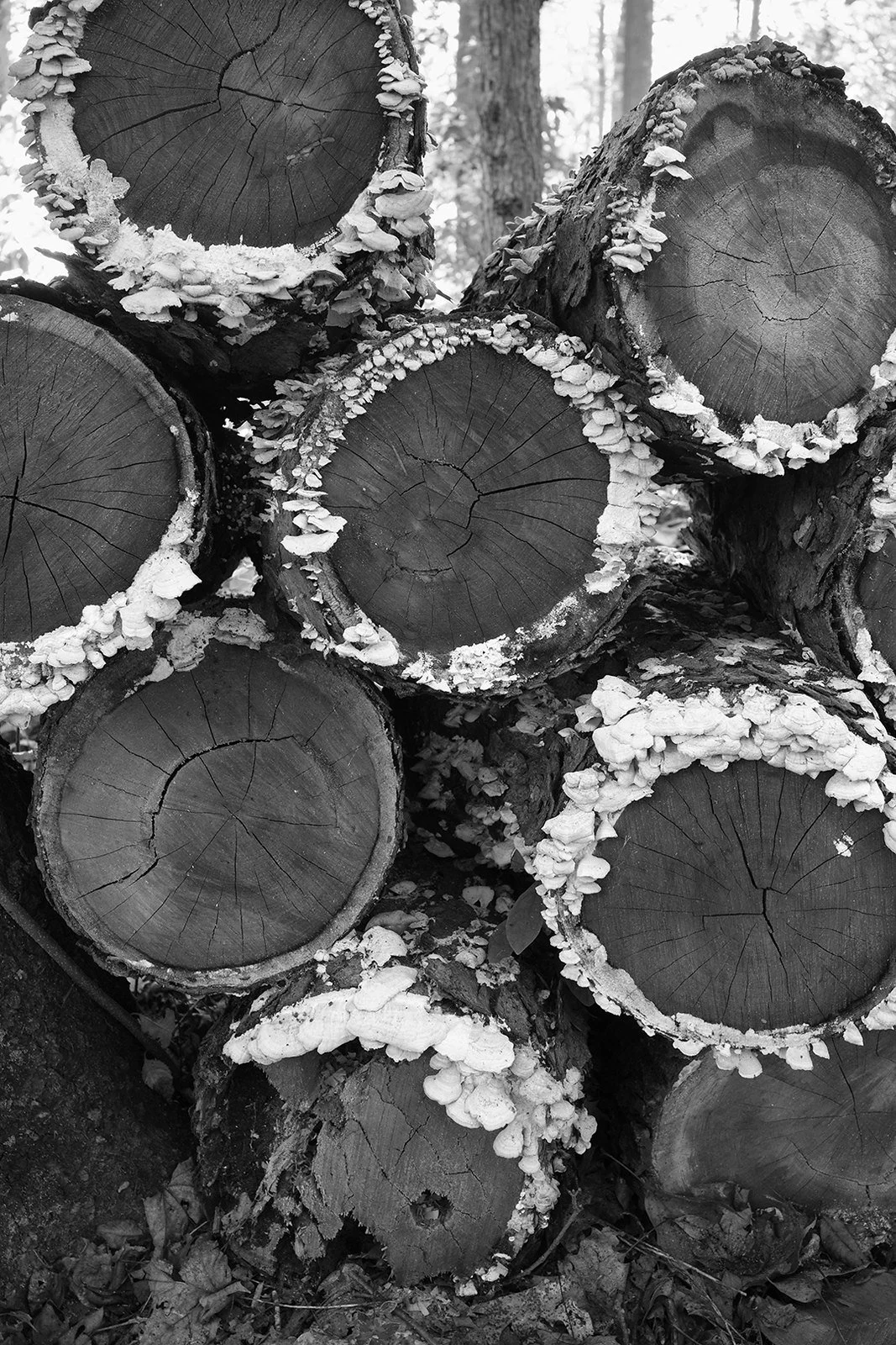 Stacked Wood