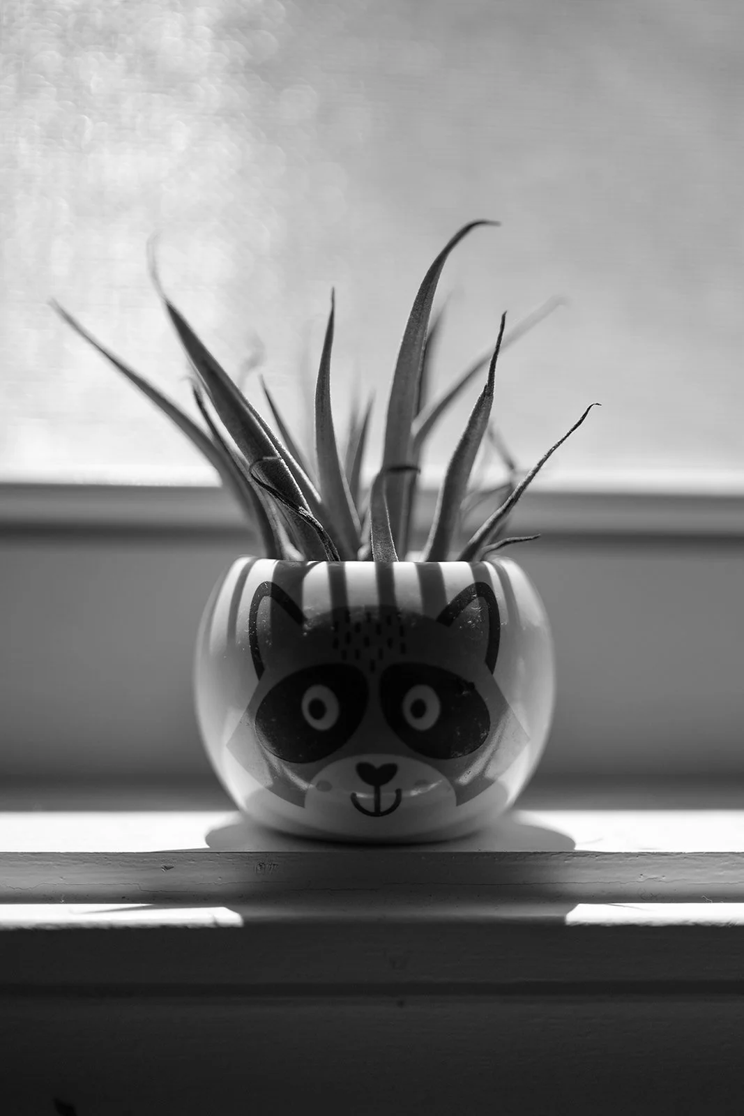 Air Plant