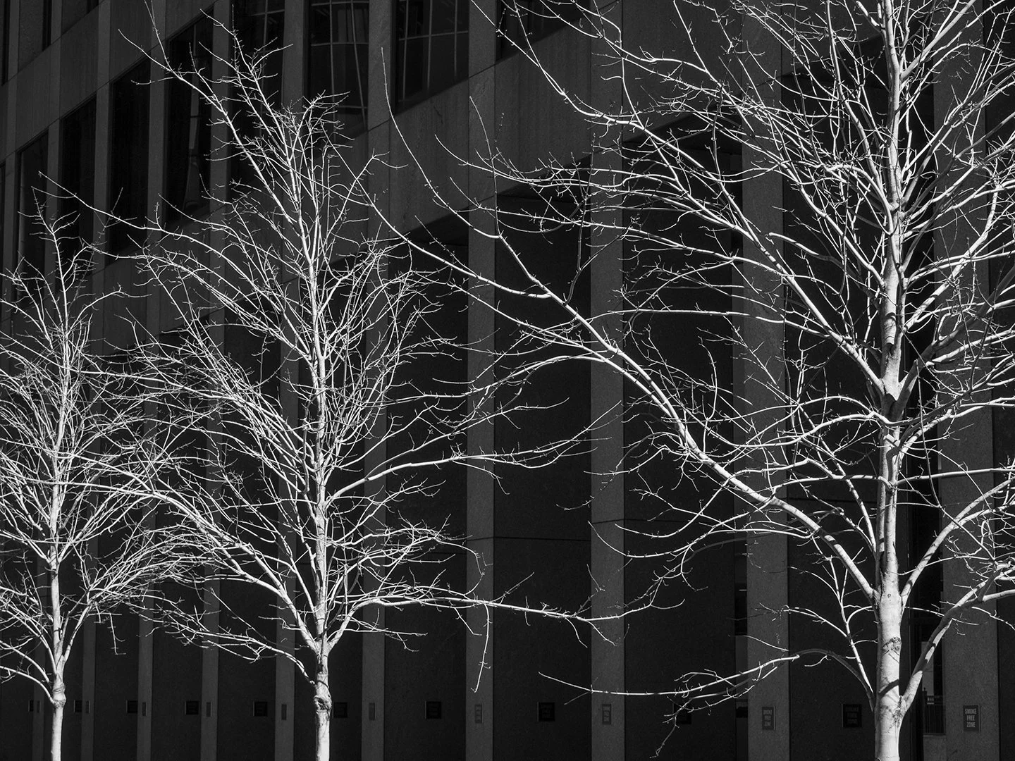 Trees
Pittsburgh, PA
February 2016