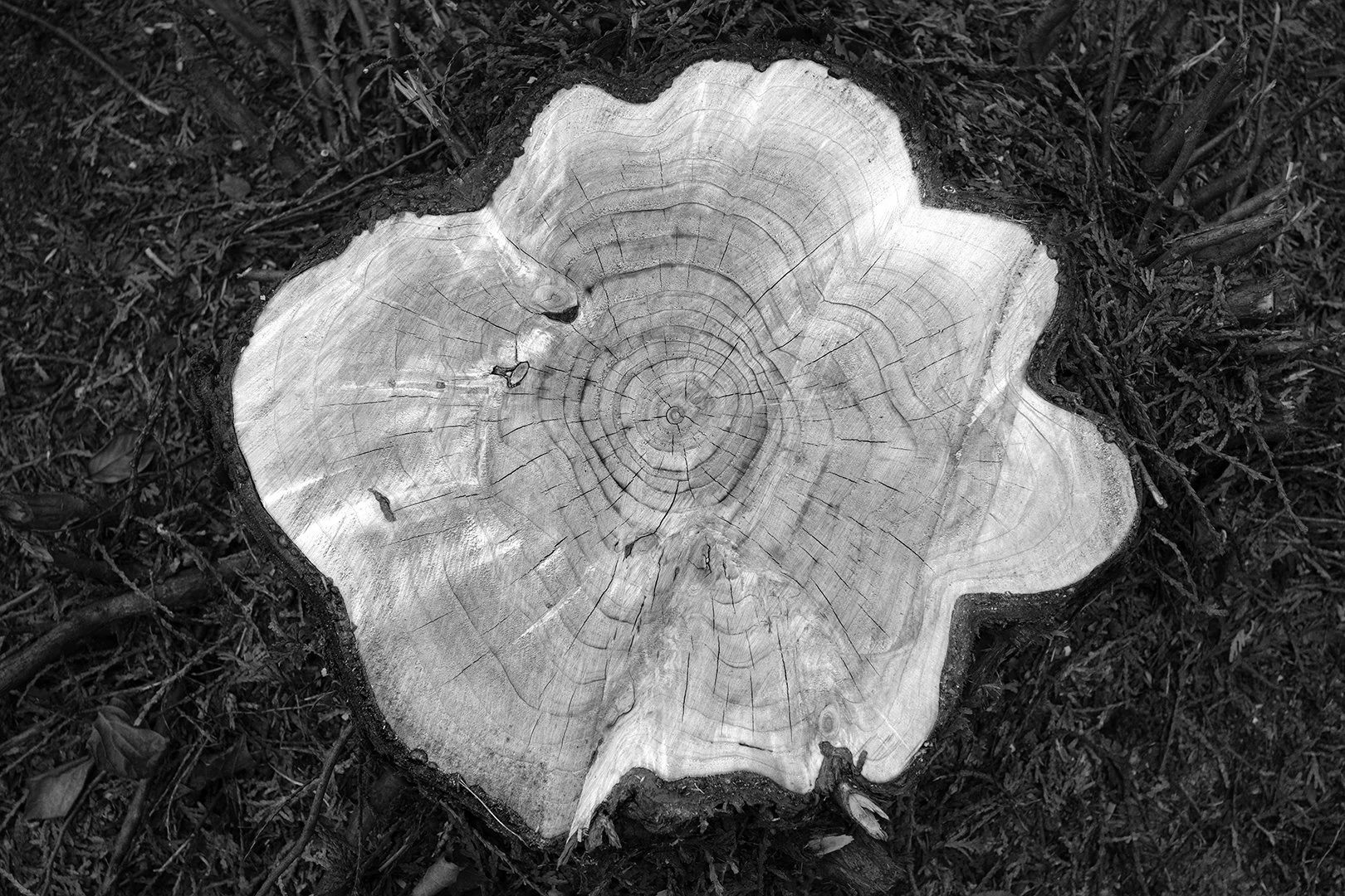 Stump - Sewickley, PA - November 2025