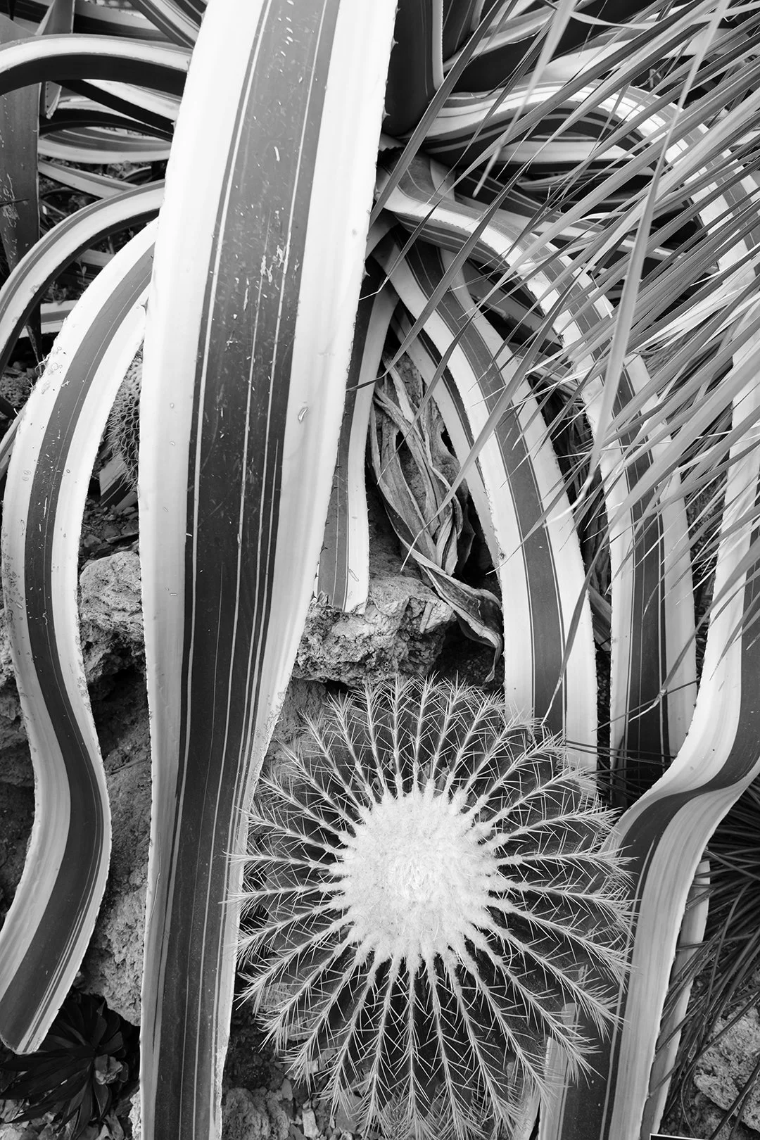 Succulents - Pittsburgh, PA - September 2025