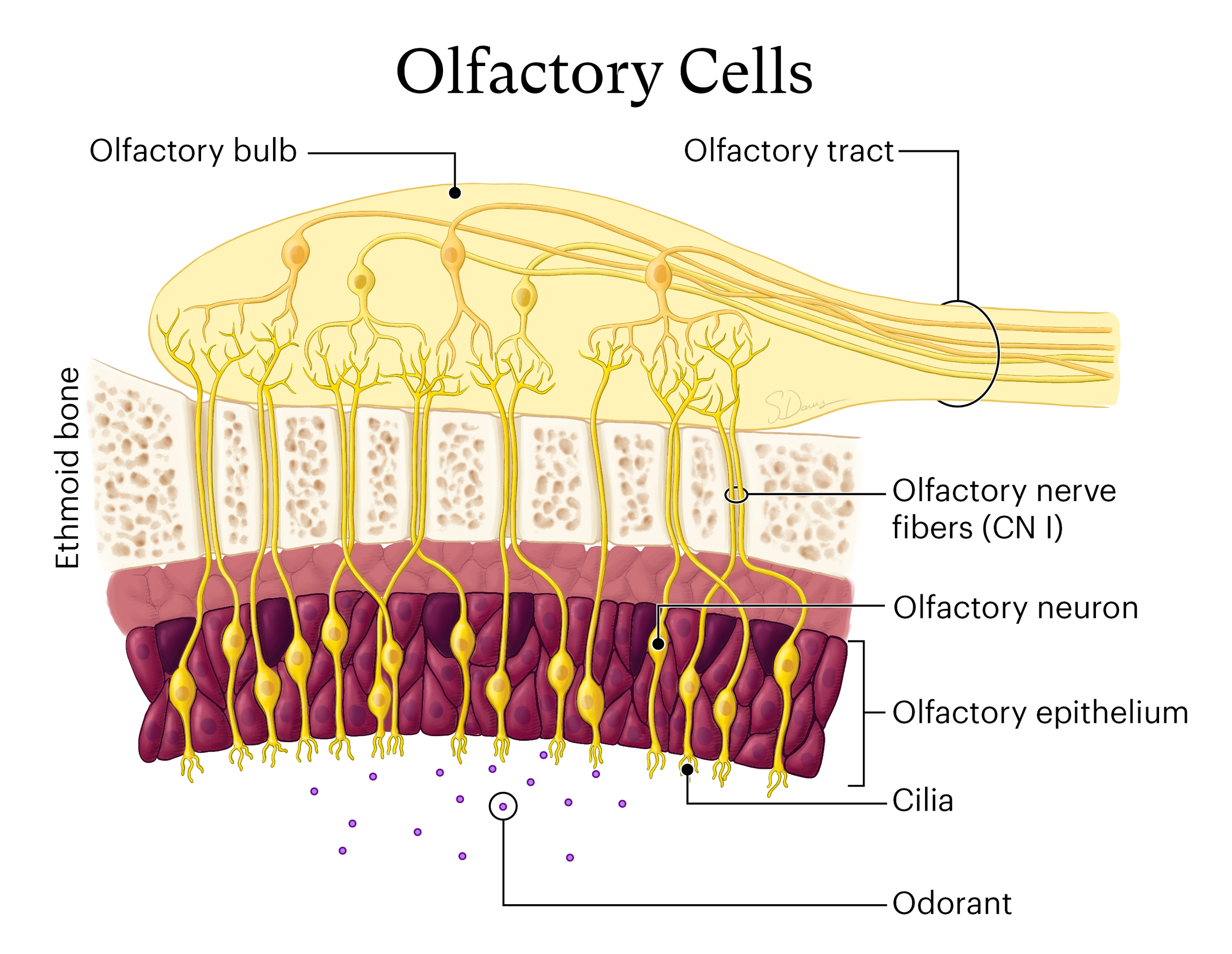 Olfactory.png